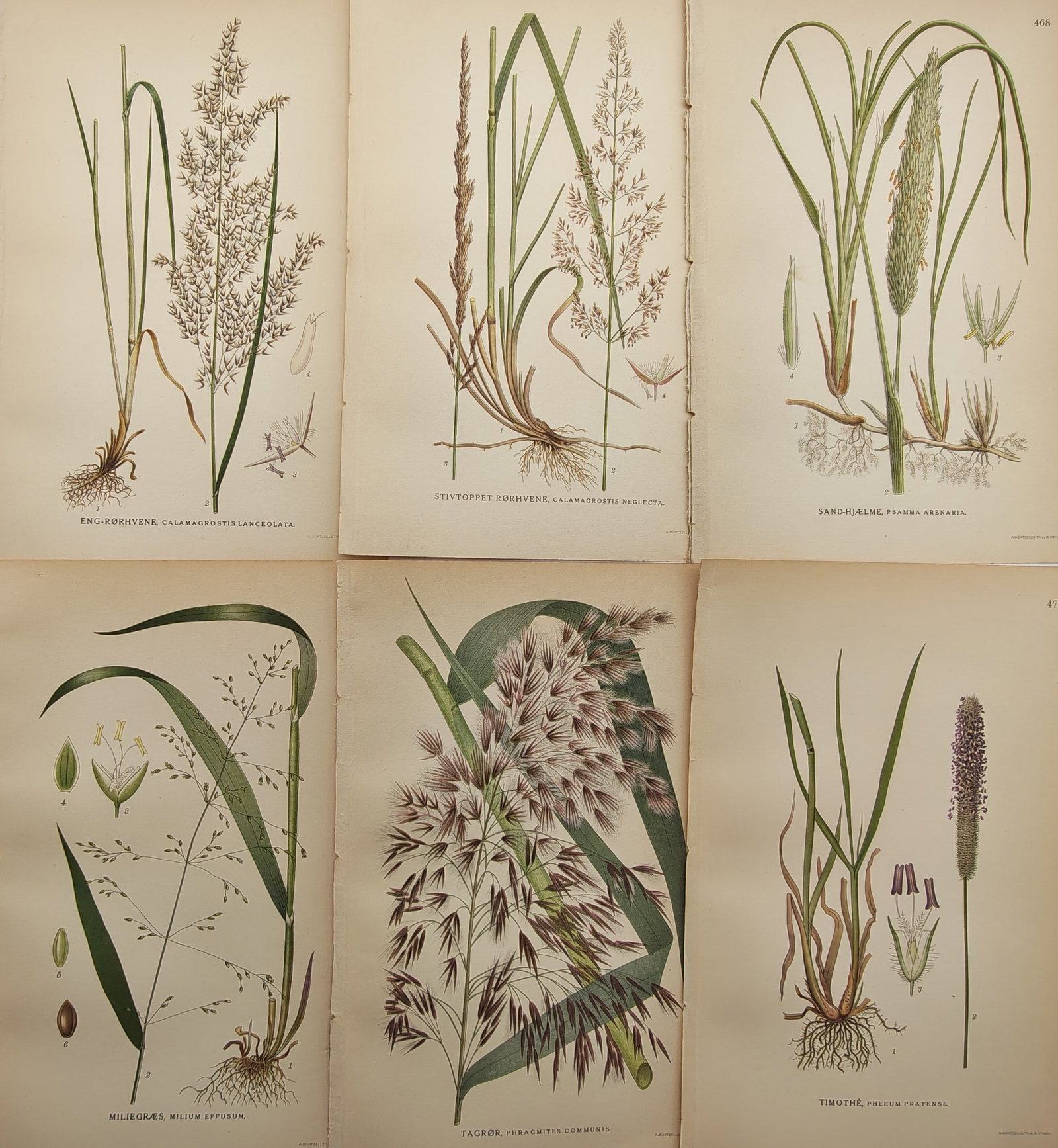 Carl Lindman – Set of 6: Nordic Meadow Grasses, Common Reeds, and Foxtails – Lithographs: "Pictures of the Nordic Flora" presents a suite of color lithographs depicting diverse native grasses, marsh reeds, and meadow flora with botanical precision. The plates illustrate root networks, flow
