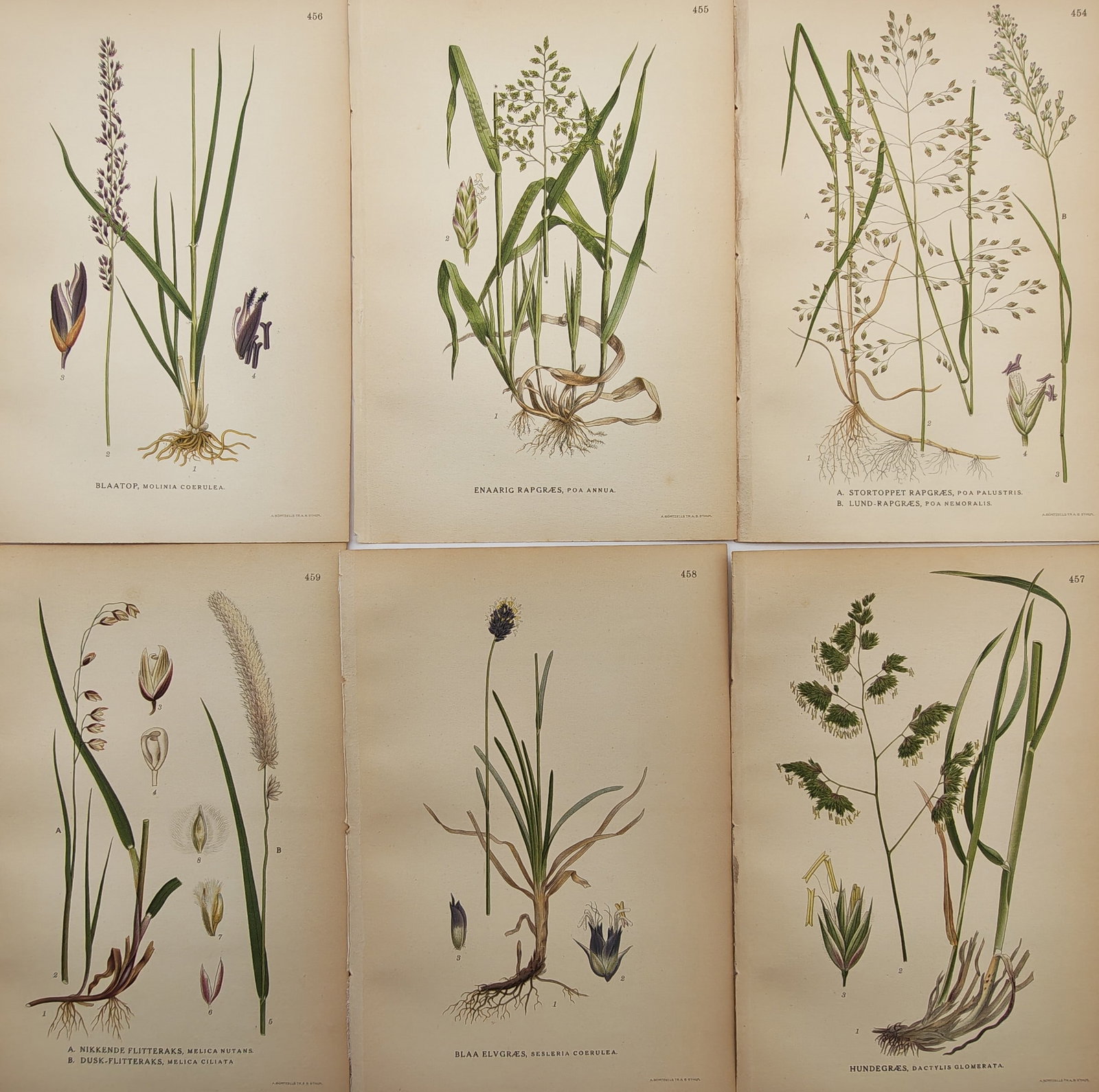 Carl Lindman – Set of 6: Nordic Meadow Grasses, Bents, and Moorgrasses – Lithographs (1900s): "Pictures of the Nordic Flora" presents a suite of color lithographs depicting diverse native grasses, moorgrasses, and meadow flora with botanical precision. The plates illustrate fibrous root system