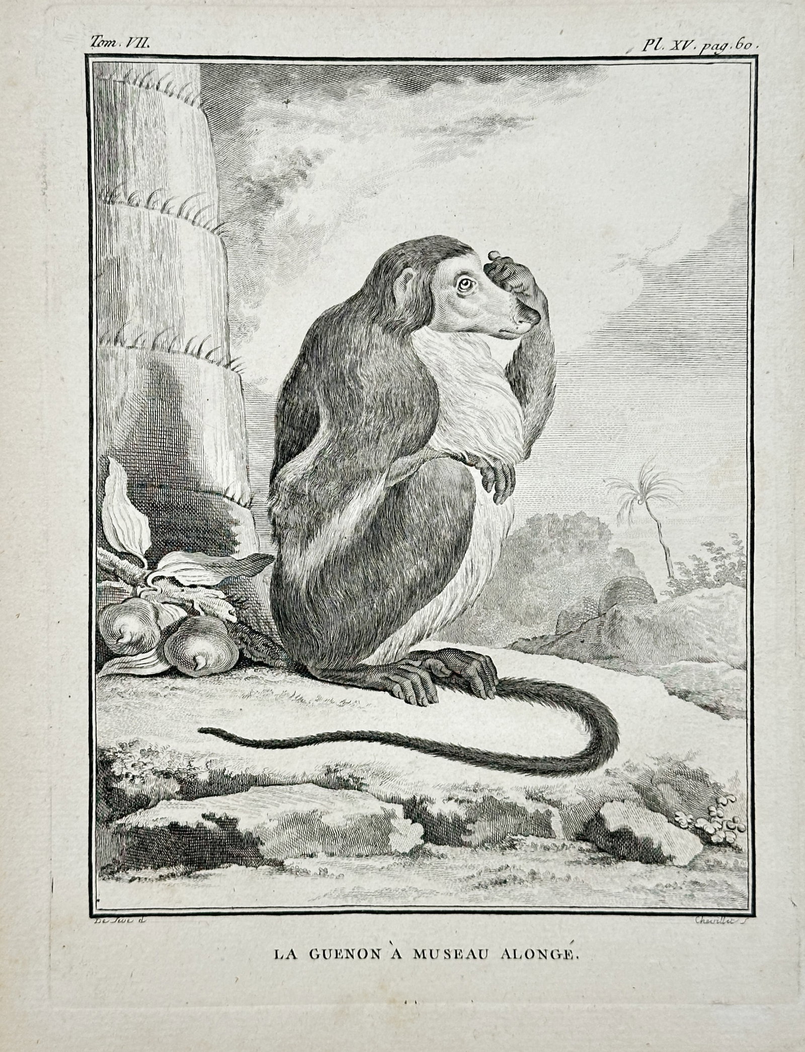 Georges-Louis Leclerc, Comte de Buffon – The Long-Nosed Guenon – Engraving (18th Century) (1 of 2)