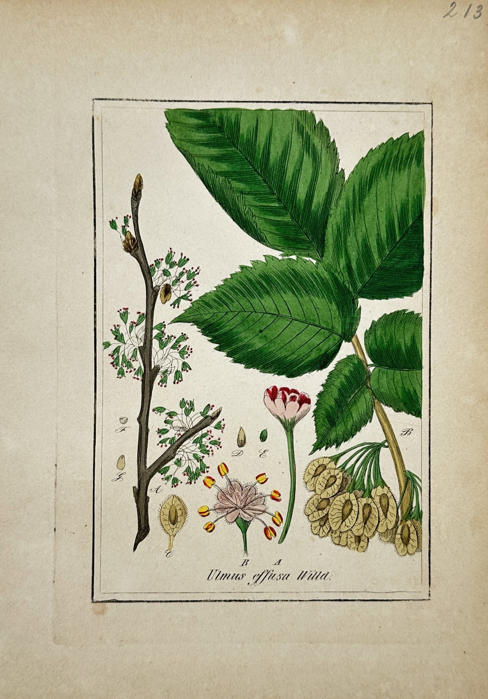 Max Schulze – European White Elm – Lithograph (19th Century): "European White Elm" presents a botanical study illustrating the asymmetrical serrated leaves, flowering twig, and pendulous clusters of winged samara fruit of the fluttering elm (Ulmus effusa) alongs