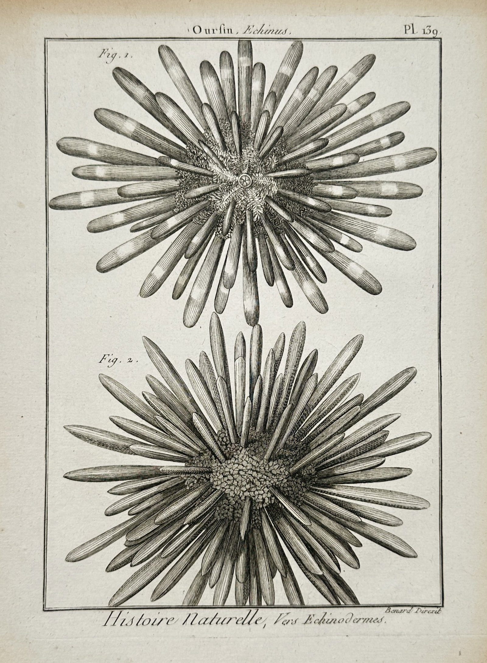 Robert Bénard – Club-Spined Pencil Sea Urchin Studies – Engraving (18th Century) (1 of 2)