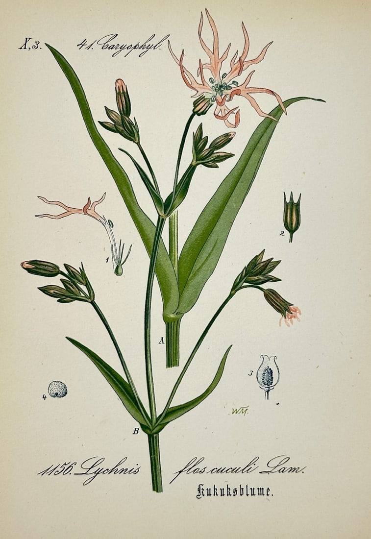 Diederich Franz Leonhard von Schlechtendal – Ragged Robin Botanical Study – Lithograph: "Cuckoo Flower" presents a botanical study illustrating the slender stems, lanceolate leaves, and fringed pink petals of the wetland perennial. The composition highlights the natural form and morpholo