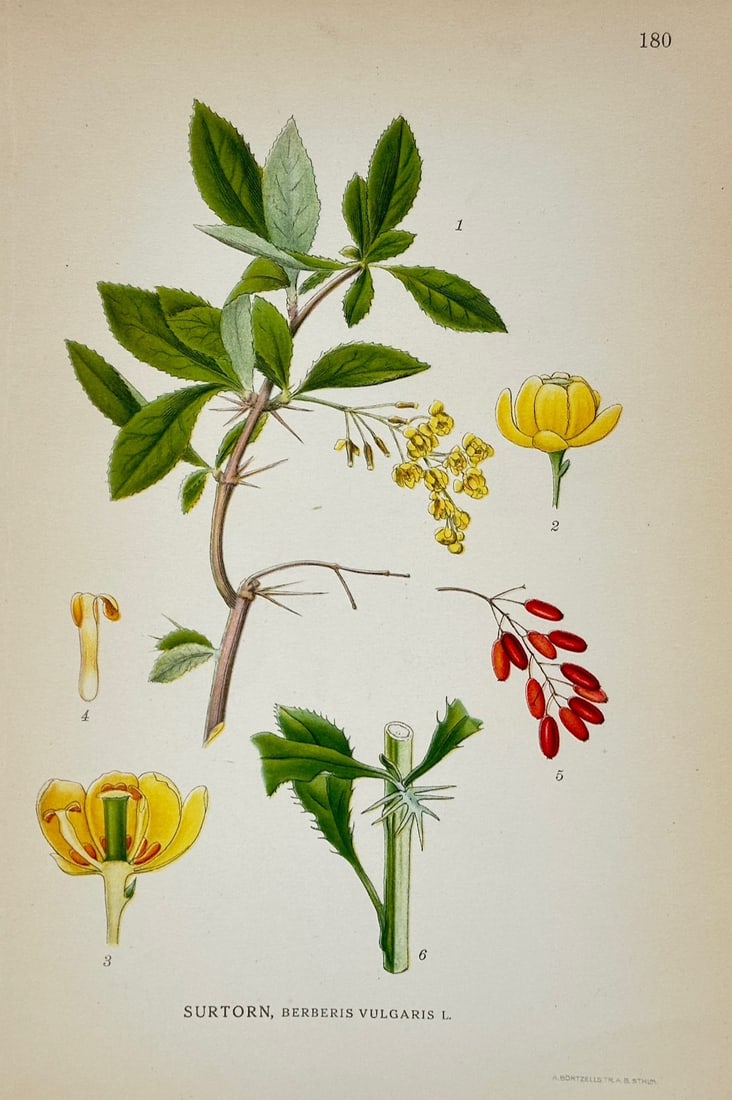 Carl Axel Magnus Lindman – Common Barberry Botanical Study – Lithograph (20th Century): "Sour Thorn" presents a botanical study illustrating the spiny branches, serrated foliage, pendent yellow flower clusters, elongated red berries, and floral dissection of the deciduous shrub. The comp