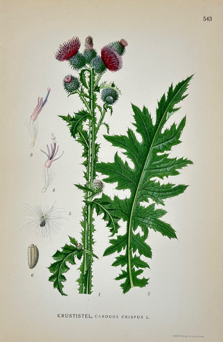 Carl Axel Magnus Lindman – Curled Thistle Botanical Study – Lithograph (20th Century): "Curly Thistle" presents a botanical study illustrating the spiny-winged stems, deeply lobed prickly foliage, reddish-purple flower heads, and dissected seed anatomy of the biennial herbaceous plant. 