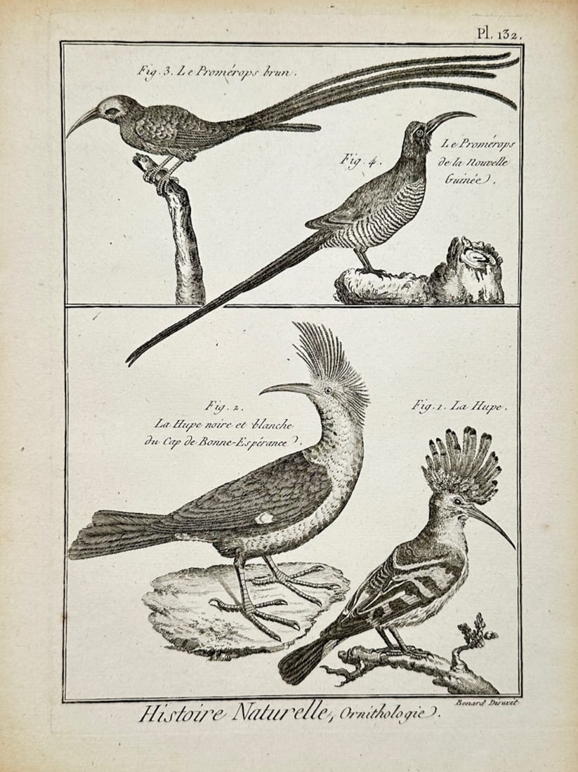 Robert Bénard – Natural History of Birds Study – Engraving (18th Century) (1 of 2)