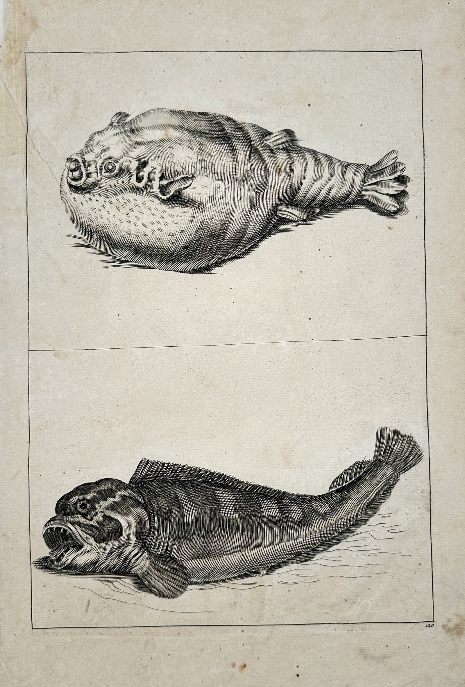 Frederik de Wit – Studies of Pufferfish and Wolffish – Engraving (17th Century) (1 of 2)
