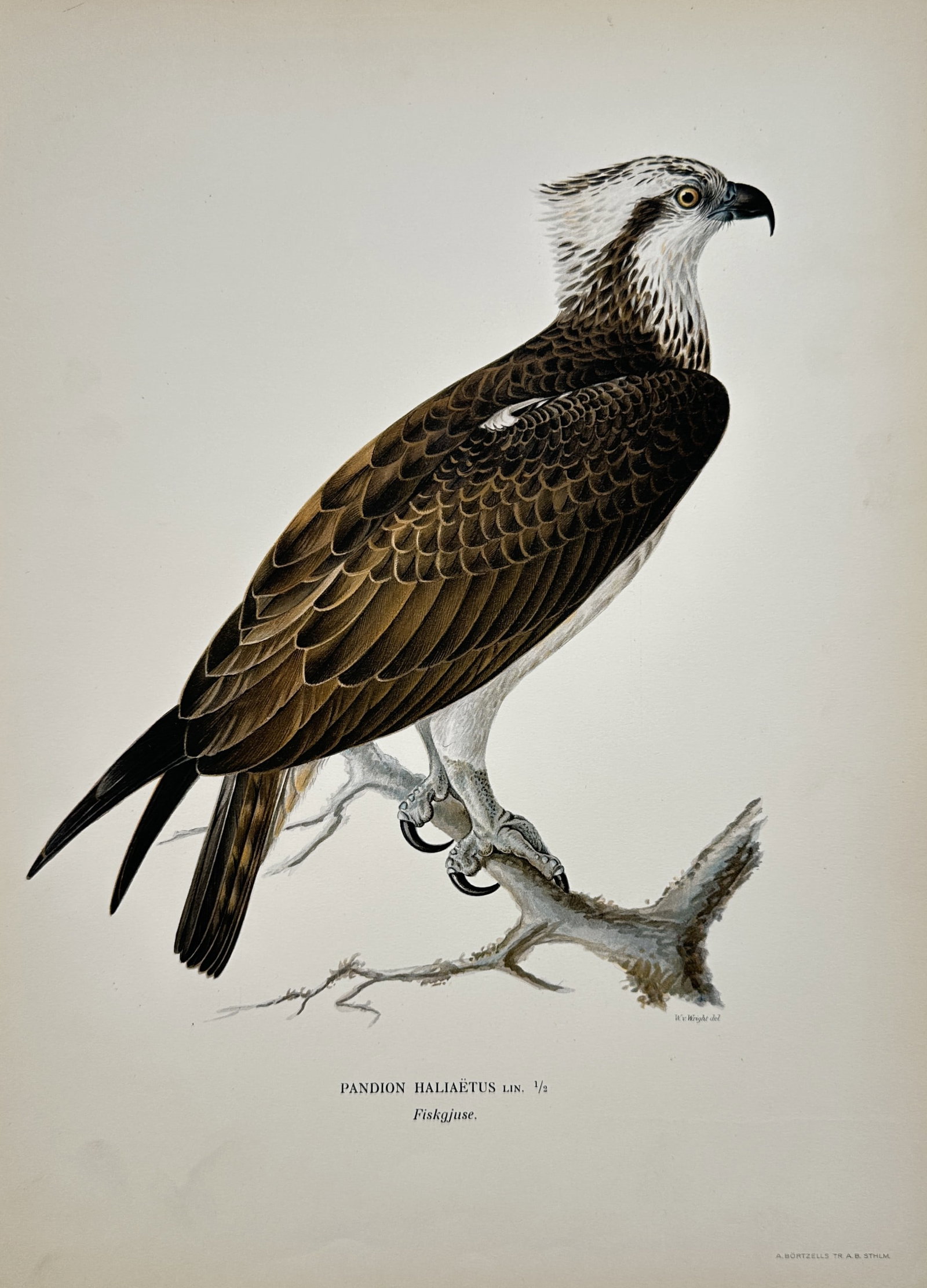 Magnus von Wright – Osprey Perched on a Branch – Lithograph (1920s): "Osprey" presents an ornithological natural history study depicting a solitary bird of prey perched in profile upon a weathered tree branch against an unadorned background. The composition illustrates