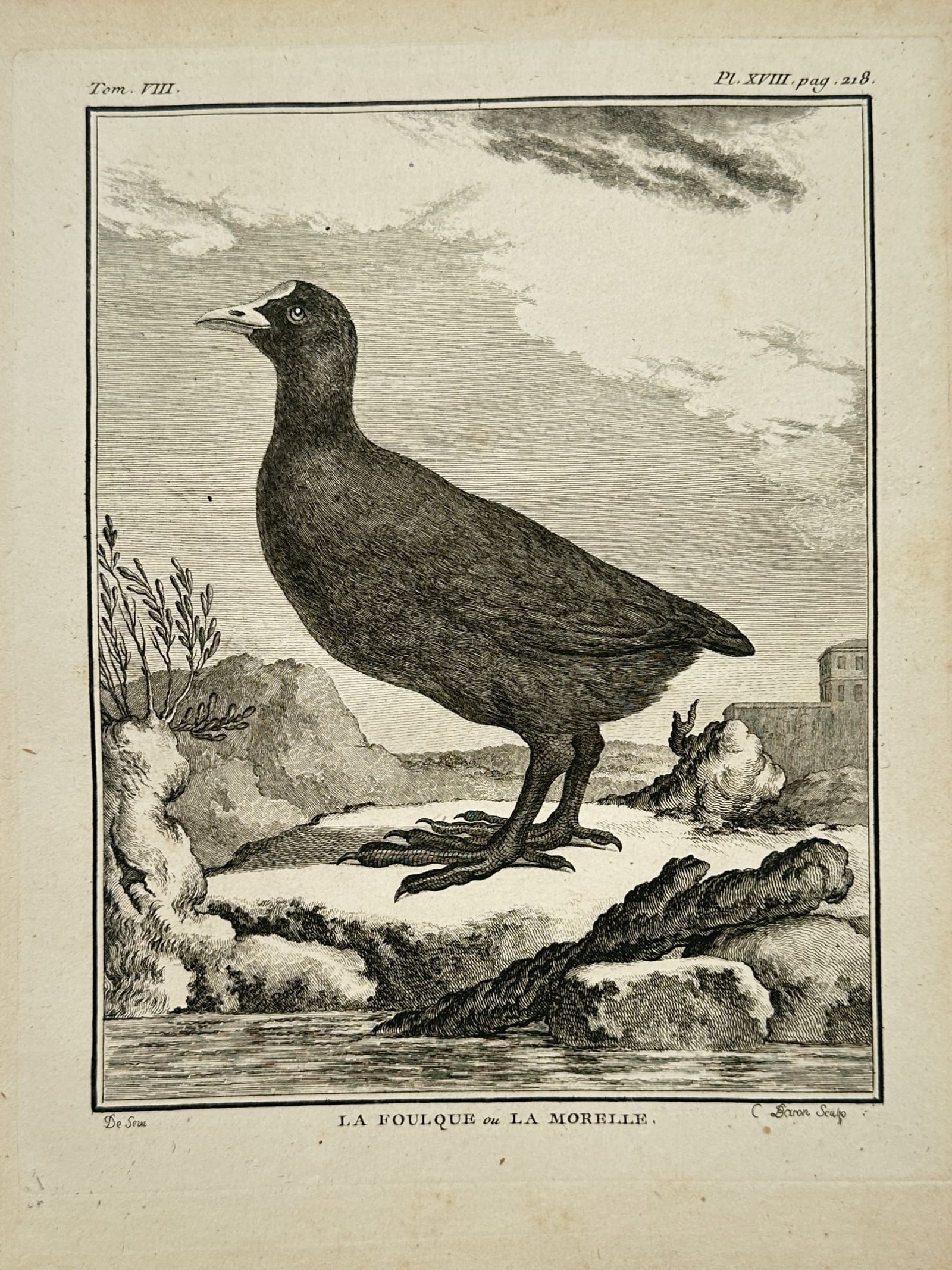 Georges-Louis Leclerc, Comte de Buffon – Eurasian Coot Ornithological Study – Engraving (1 of 2)