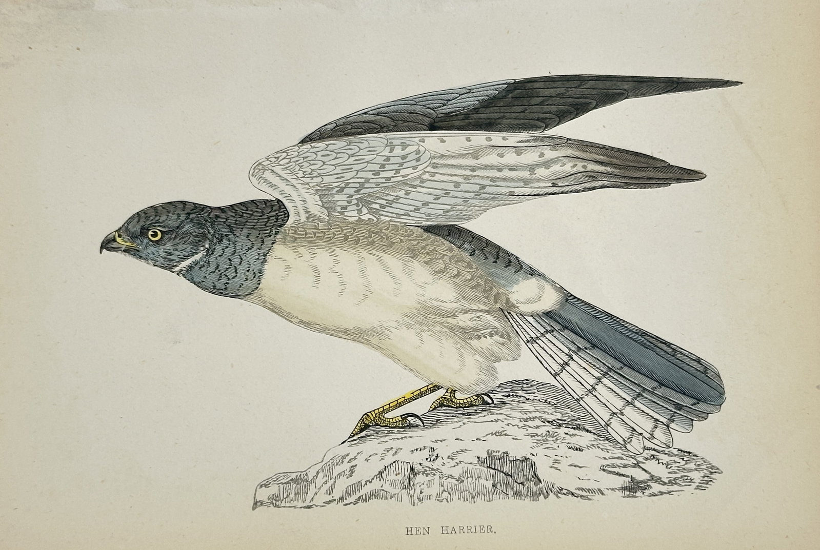 Francis Orpen Morris – Hen Harrier Bird of Prey Study – Engraving (19th Century) (1 of 2)