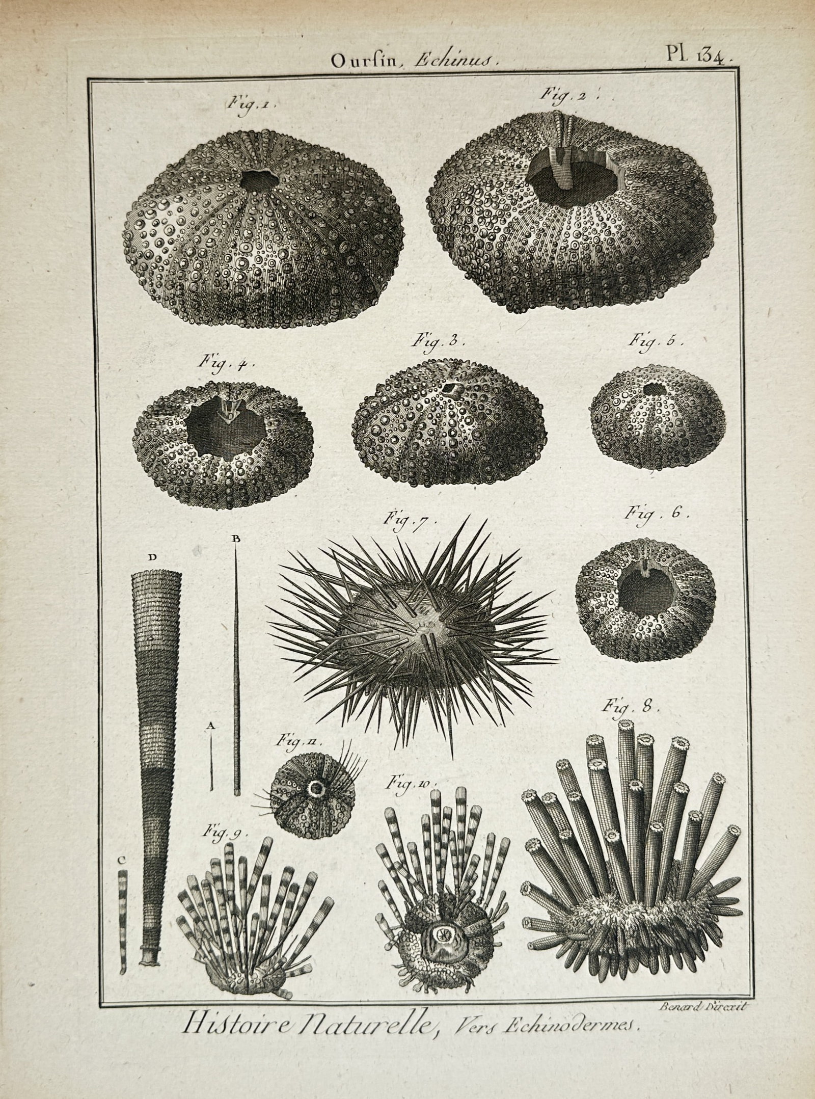 Robert Benard – Sea Urchin Echinoderm Zoological Studies – Engraving (18th Century) (1 of 2)