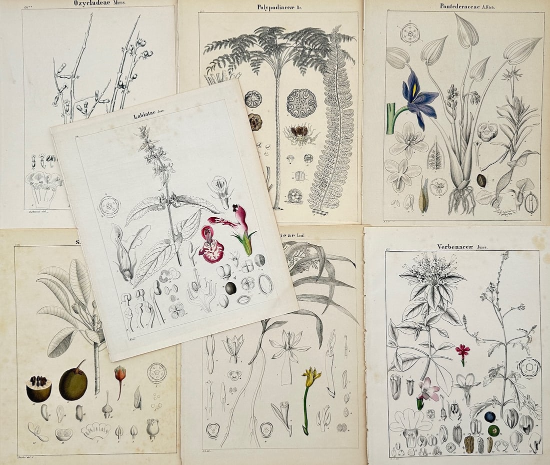 Adalbert Schnizlein – Botanical Studies of Plant Families and Floral Dissections – Lithograph (1 of 2)