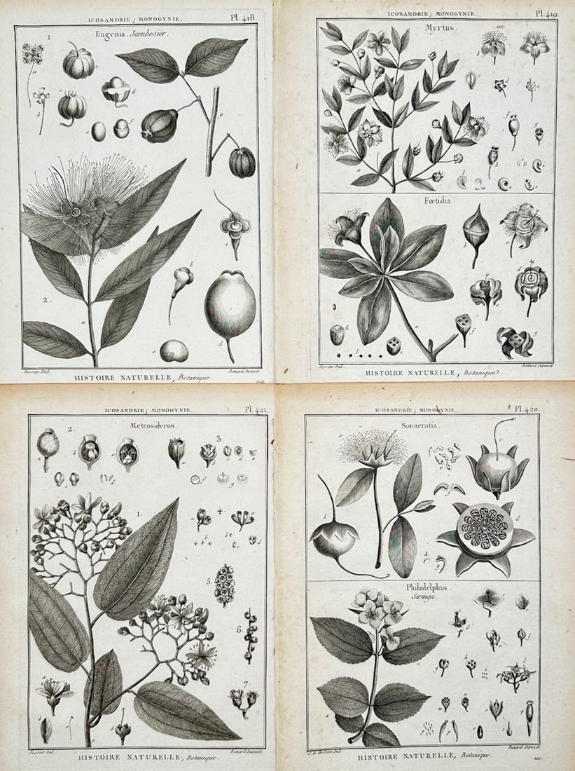 Robert Bénard – Set of 4: Botanical Studies of Flowering Shrubs and Seed Vessels – Engravings (1 of 2)
