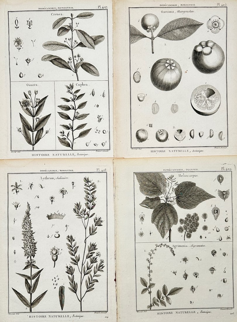 Robert Bénard – Set of 4: Botanical Studies of Garcinia Mangostana, Crenea, Lythrum (1 of 2)
