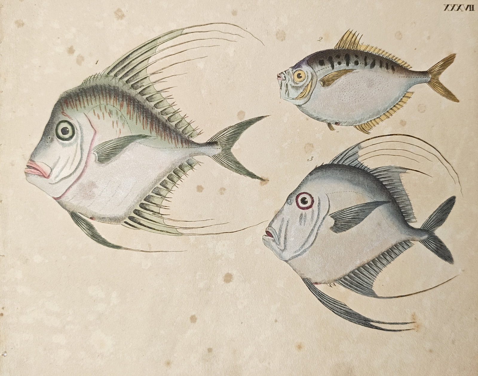 Friedrich Justin Bertuch - Lookdown Fish and Marine Species - Engraving (1798): "Fishes" presents a hand-colored natural history study displaying various marine fish species, including the lookdown and related carangid species characterized by elongated dorsal filaments and silve