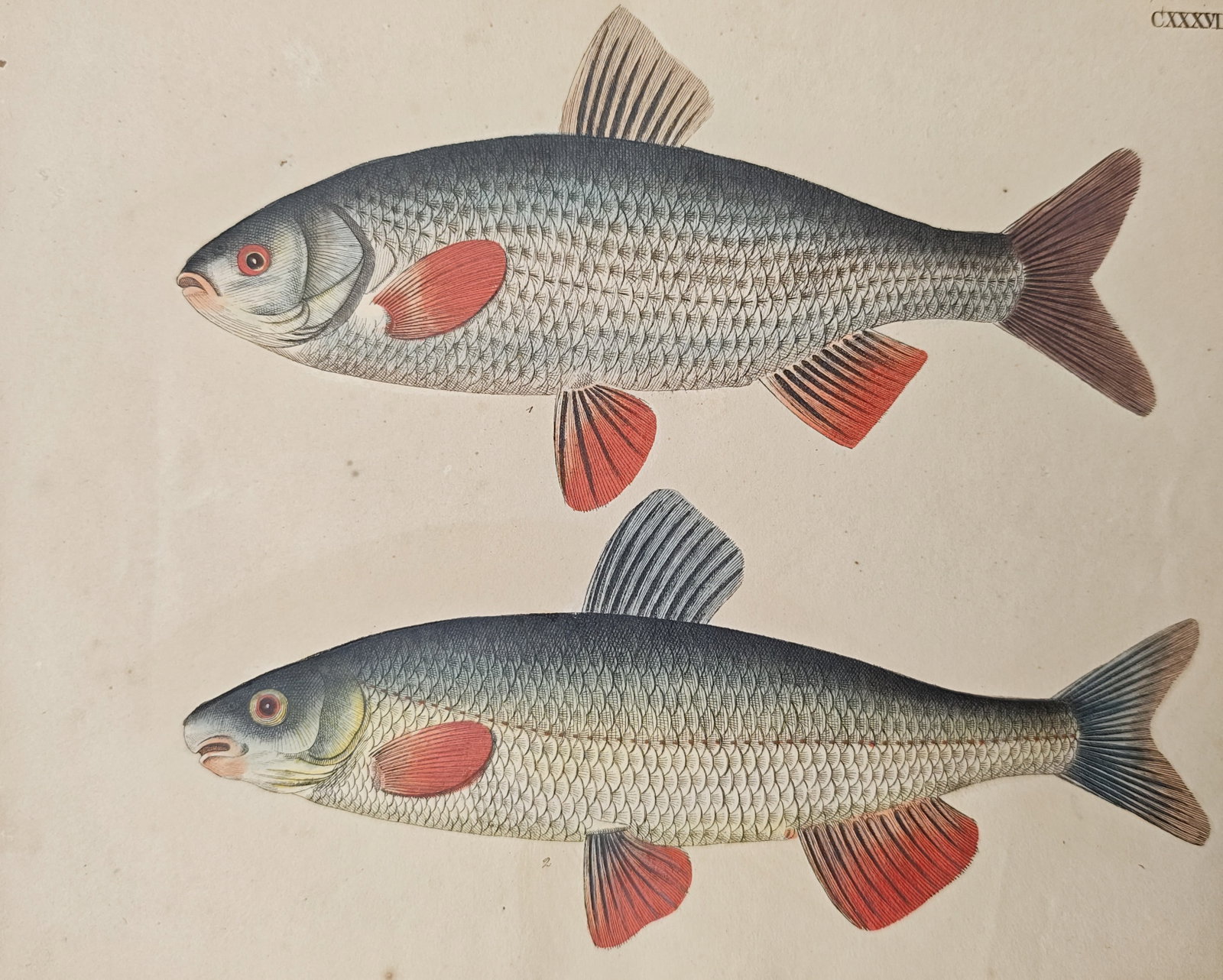 Friedrich Justin Bertuch - Freshwater Chub and Ide Fish Specimens - Engraving (1798): "Fishes" presents an ichthyological natural history study illustrating freshwater cyprinid fish specimens detailed with fine scaled patterning and distinct red fins. The work was published in Weimar i