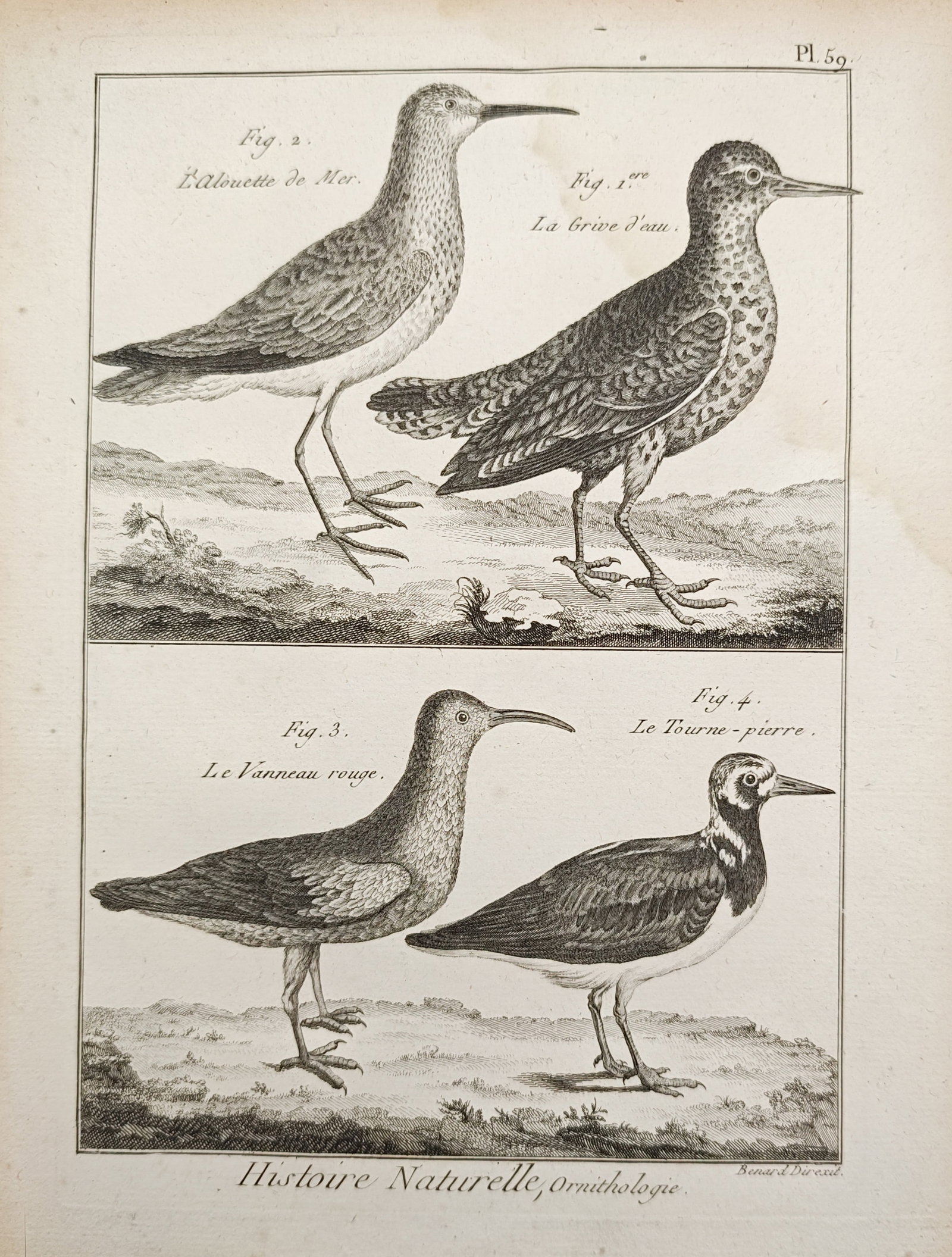 Robert Benard - Dunlin, Water Pipit, Red Lapwing, and Ruddy Turnstone - Engraving (1790): "Natural History, Ornithology" presents an ornithological natural history study illustrating various shorebirds and wading avian species standing in profile upon coastal ground. The work was published