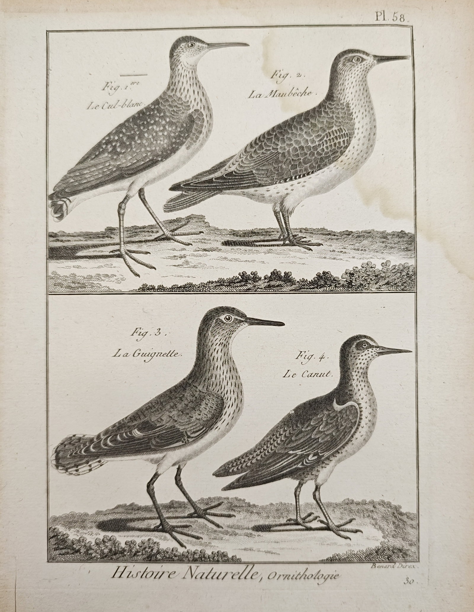 Robert Benard - Sandpipers and Wading Birds - Engraving (18th Century): "Natural History, Ornithology" presents an ornithological natural history study illustrating varied shorebirds and waders including the green sandpiper, red knot, common sandpiper, and sanderling stan