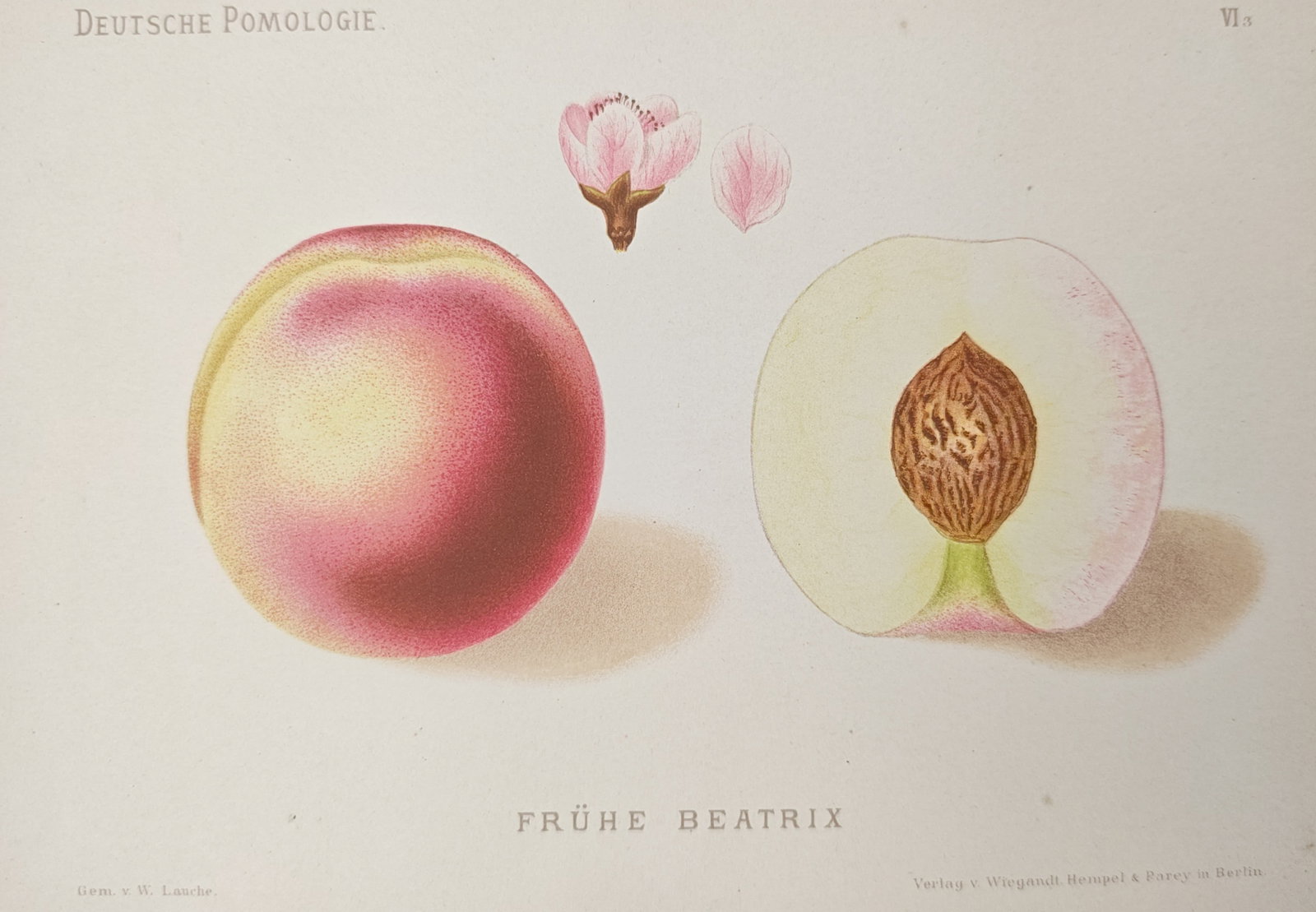 Wilhelm Lauche - Early Beatrice Peach Variety and Blossom - Lithograph (1882): "Early Beatrix" presents a botanical pomological study illustrating whole and cross-sectioned ripe fruit alongside the delicate flower and petal of this cultivated peach variety. The work was publishe