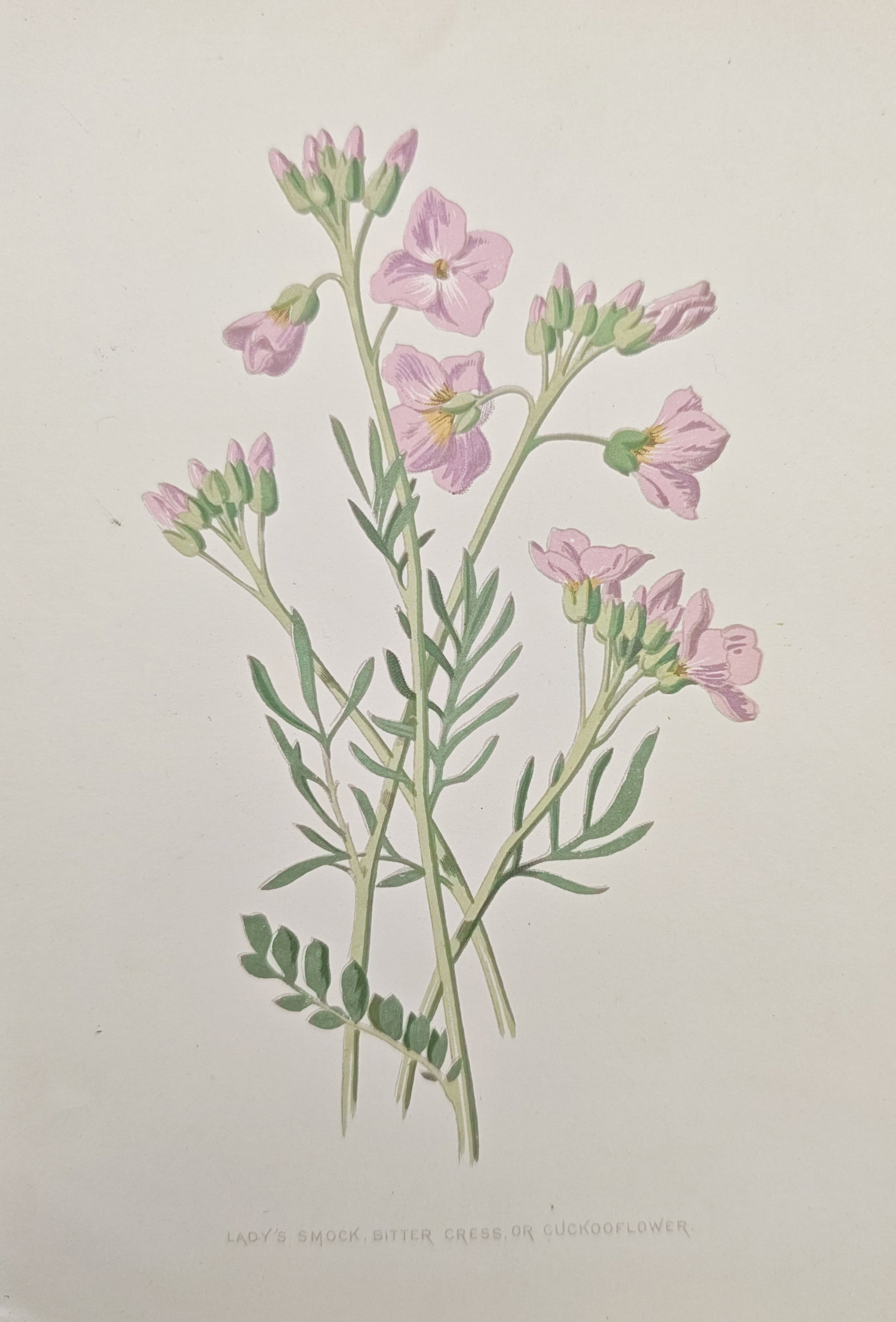 Frederick Edward Hulme - Cuckooflower and Lady's Smock Blossoms - Lithograph (1886): "Lady's Smock, Bitter Cress, or Cuckooflower" presents a botanical study illustrating the delicate lilac-pink blossoms, emerging buds, and slender foliage of the wild meadow crucifer specimen. The wor