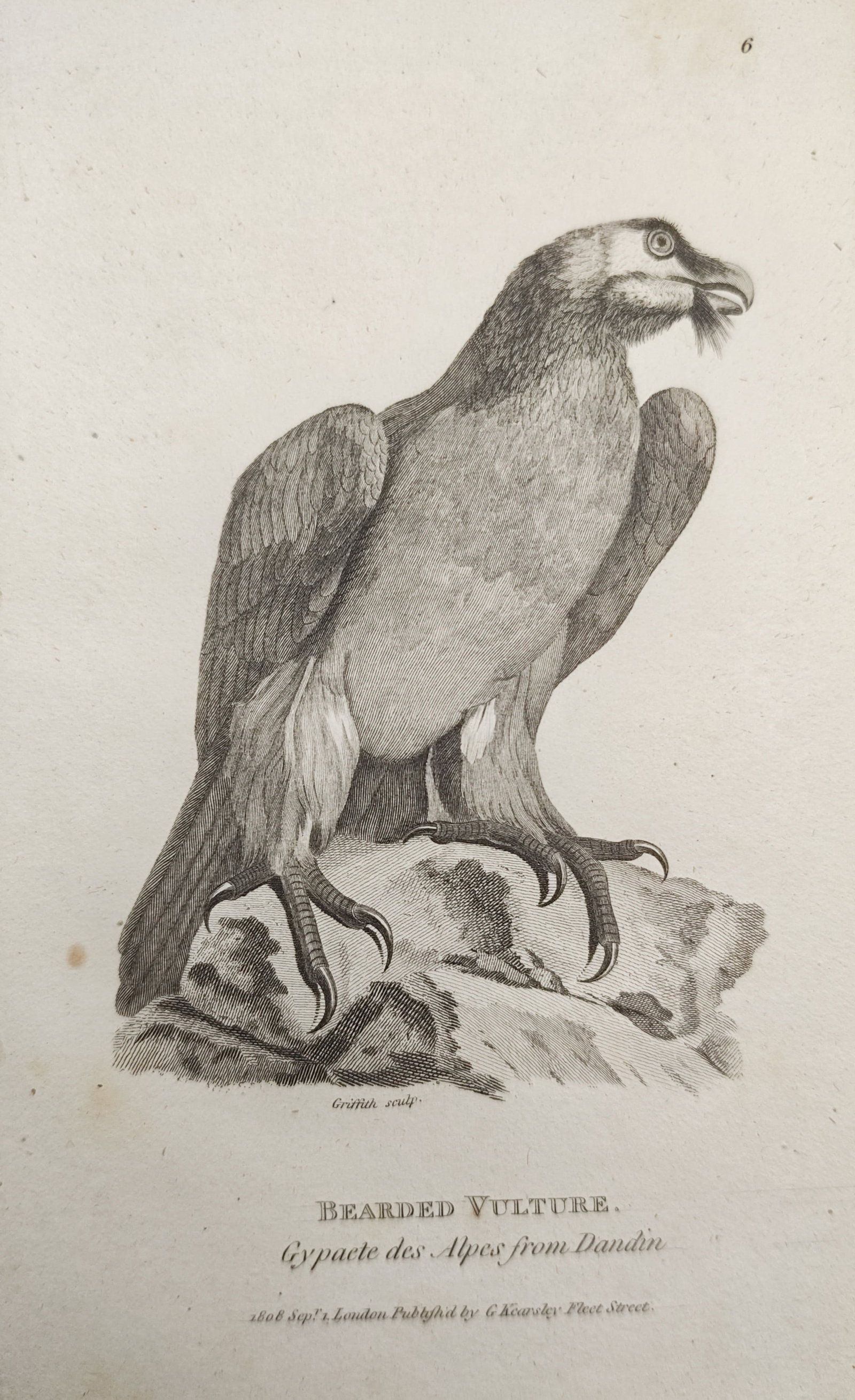 George Shaw - Bearded Vulture Perched on a Rocky Outcrop - Engraving (1808): "Bearded Vulture" presents a natural history ornithological study illustrating the large bird of prey perched upon a rocky summit with detailed feathering and distinctive facial bristles. The work was