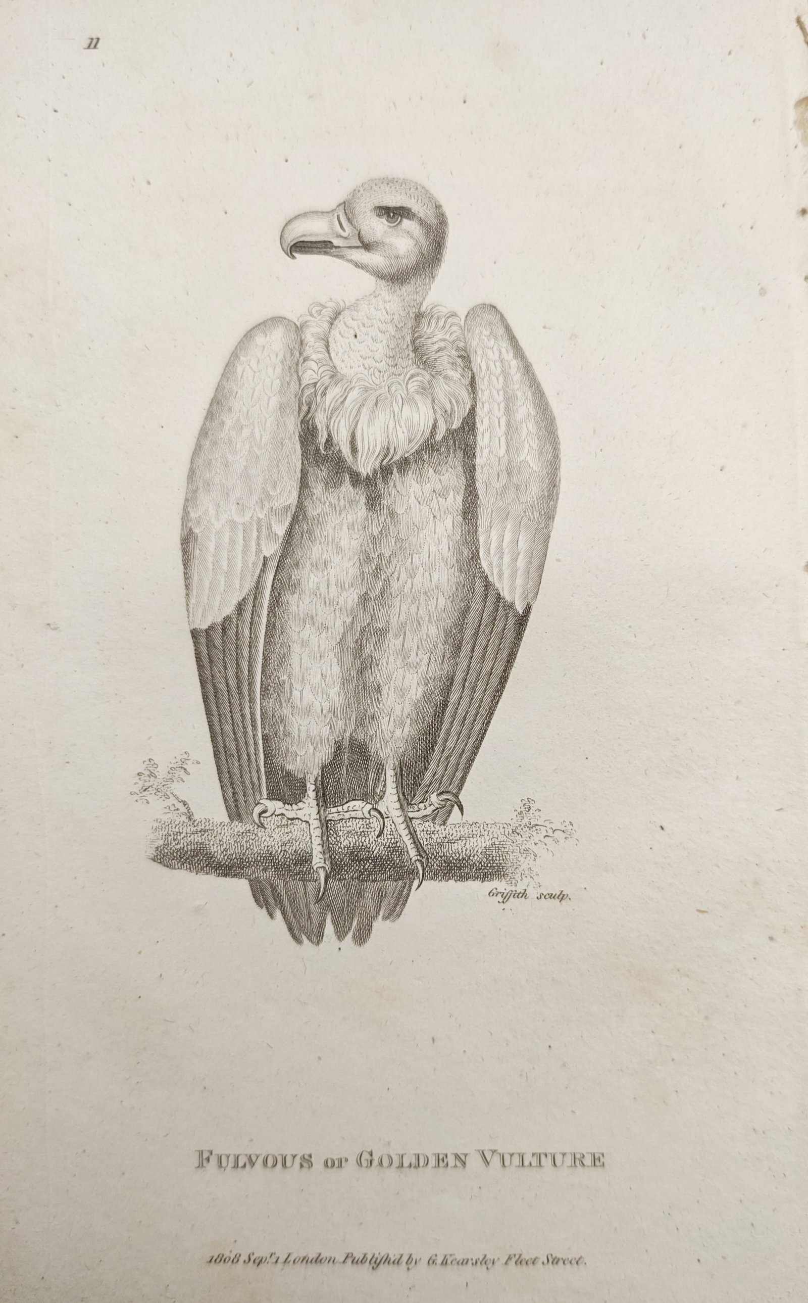 George Shaw - Fulvous or Golden Vulture Perched on a Branch - Engraving (1808): "Fulvous or Golden Vulture" presents a natural history ornithological study illustrating the large raptor perched upon a mossy bough with detailed plumage and downy neck ruff. The work was published i