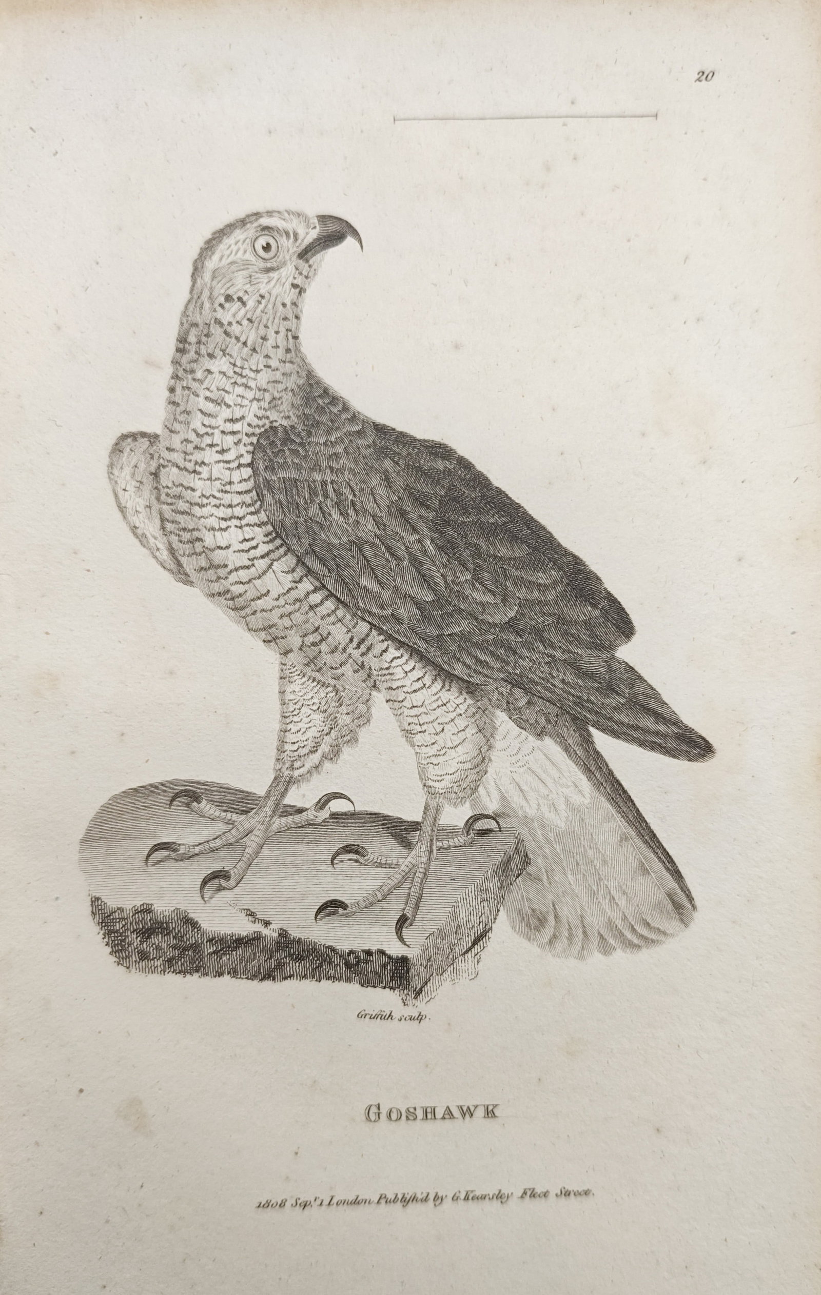 George Shaw - Goshawk Perched on a Wooden Beam - Engraving (1808): "Goshawk" presents an ornithological natural history study illustrating the predatory raptor perched in profile on a weathered timber beam, detailing its curved bill, plumage patterning, and talons. T