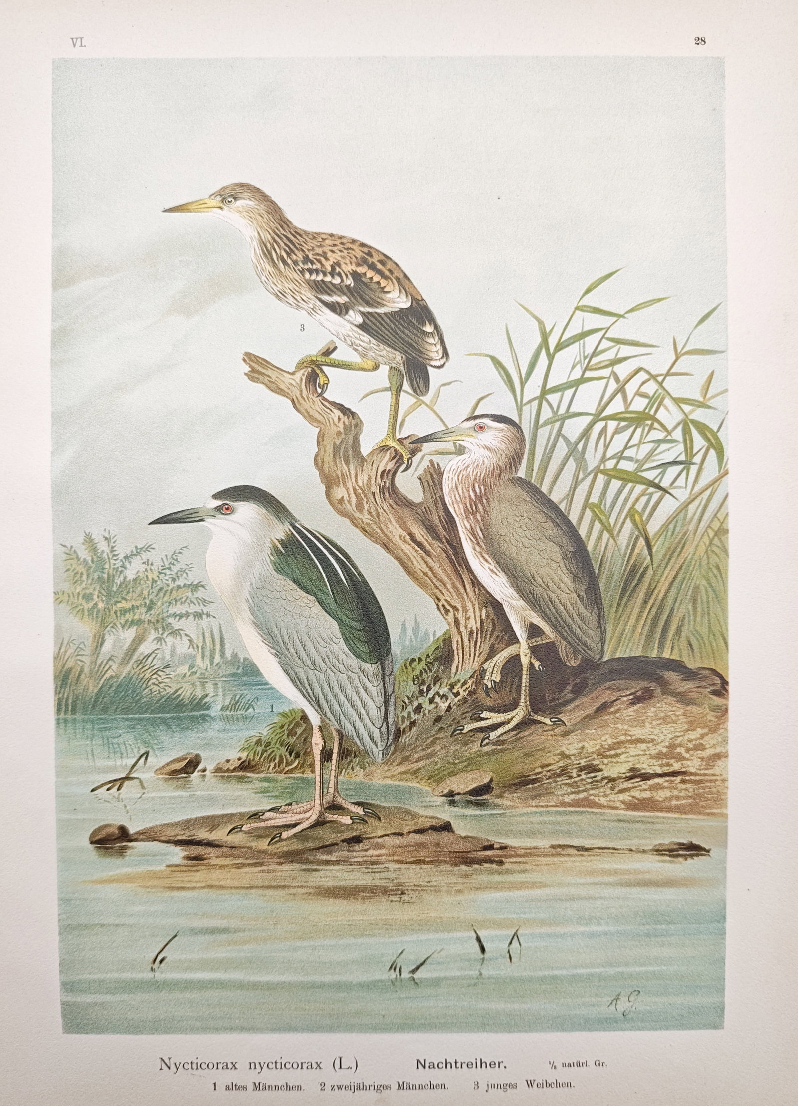 Johann Friedrich Naumann - Black-Crowned Night Herons in a Wetland Habitat - Lithograph (1905): "Night Heron" presents an ornithological natural history study illustrating adult and juvenile night herons perched upon shoreline branches and rocky waterside terrain among marshland reeds. The work 