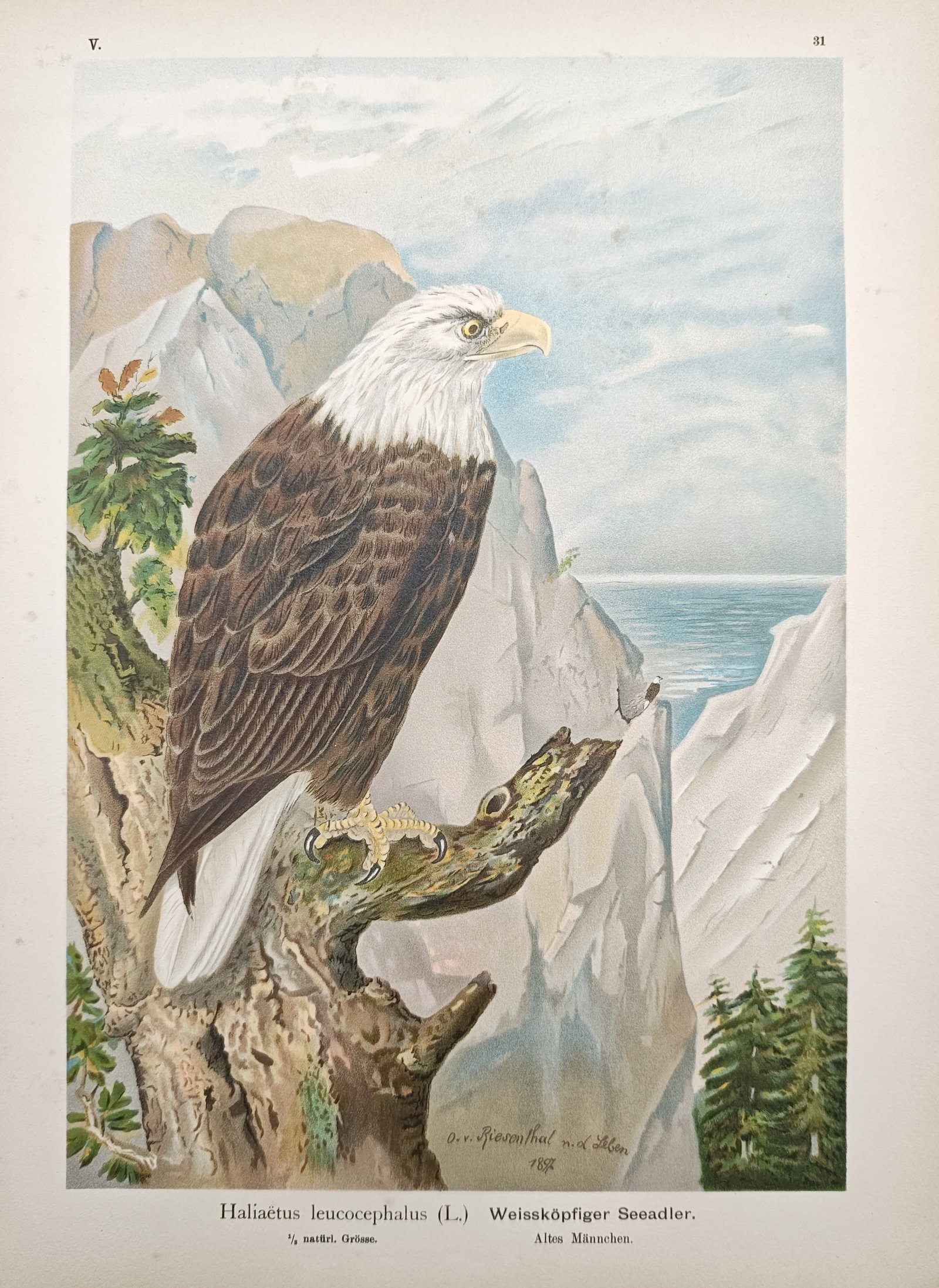 Johann Friedrich Naumann - Bald Eagle Perched on a Tree in an Alpine Landscape - Lithograph (1905): "White-Headed Sea Eagle" presents an ornithological natural history study illustrating an adult bald eagle perched upon a rugged tree stump before mountain peaks and an open coastal horizon. The work 