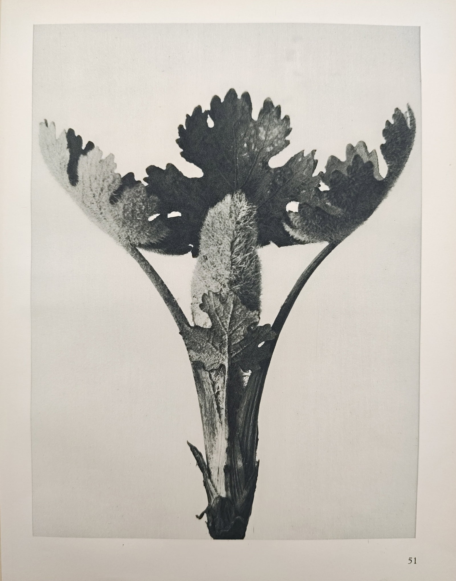 Karl Blossfeldt,after - Botanical Study of Plant Stem and Leaves - Offset Print (20th Century): "Art Forms in Nature" presents a photographic botanical study capturing the sculptural symmetry and intricate textures of an emerging plant stem and splayed foliage. The work reflects the artist's pio