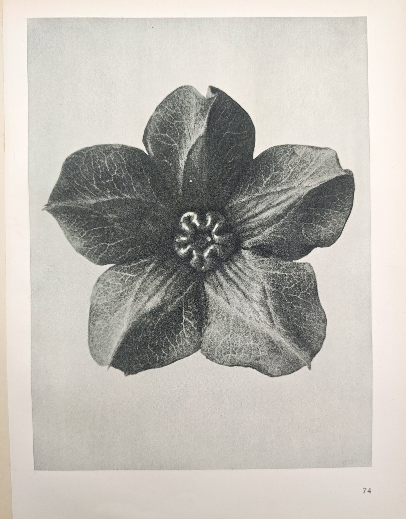 Karl Blossfeldt,after - Five-Petaled Flower Blossom Study - Offset print (20th Century): "Art Forms in Nature" presents a photographic botanical study illustrating the geometric symmetry, textured veins, and central floral anatomy of an open five-petaled flower blossom viewed face-on. The