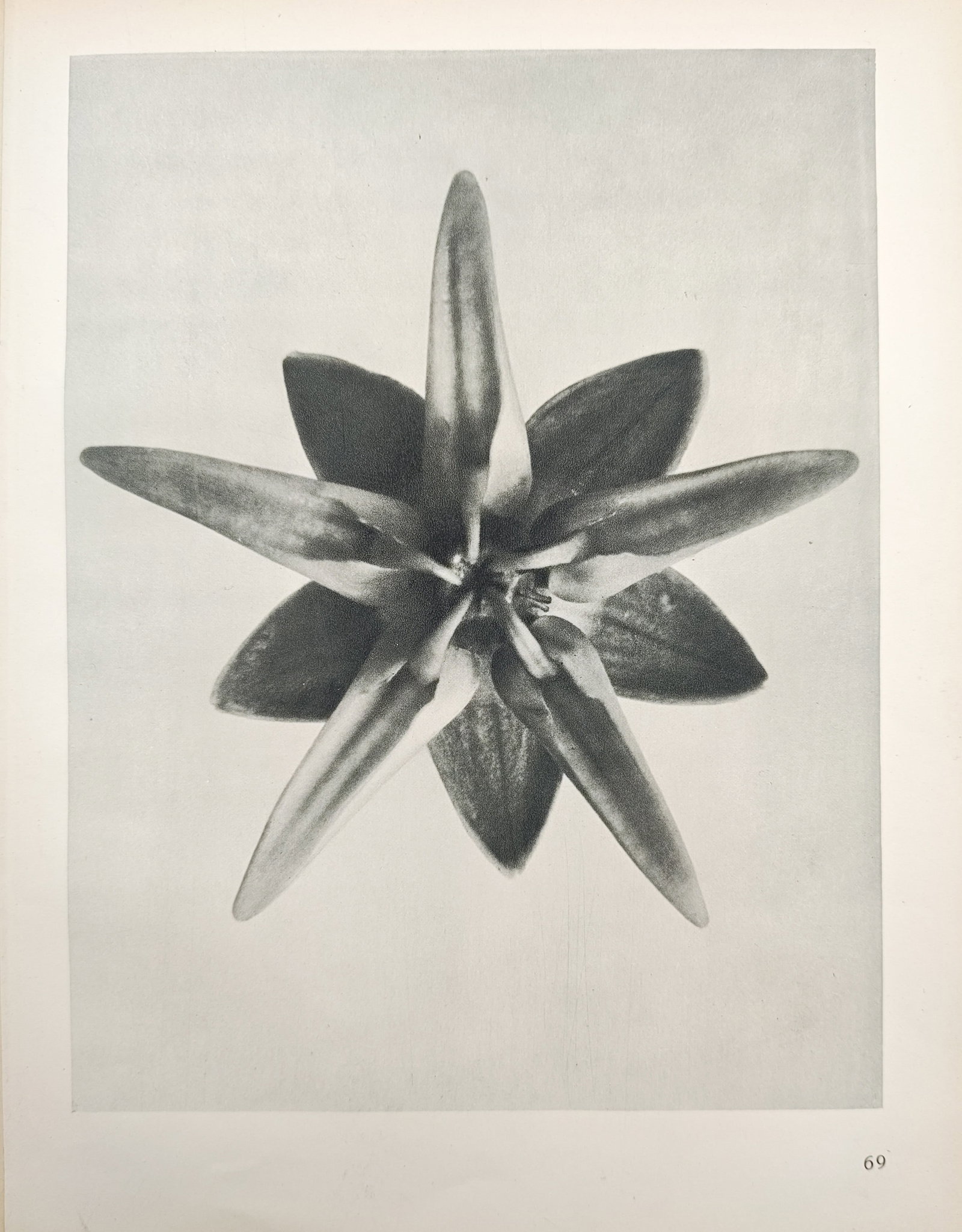 Karl Blossfeldt,after - Star-Shaped Flower and Symmetrical Foliage - Offset Print (20th Century): "Art Forms in Nature" presents a photographic botanical study capturing the stark radial symmetry and geometric form of an open flower head viewed from above. The work reflects the artist's pioneering