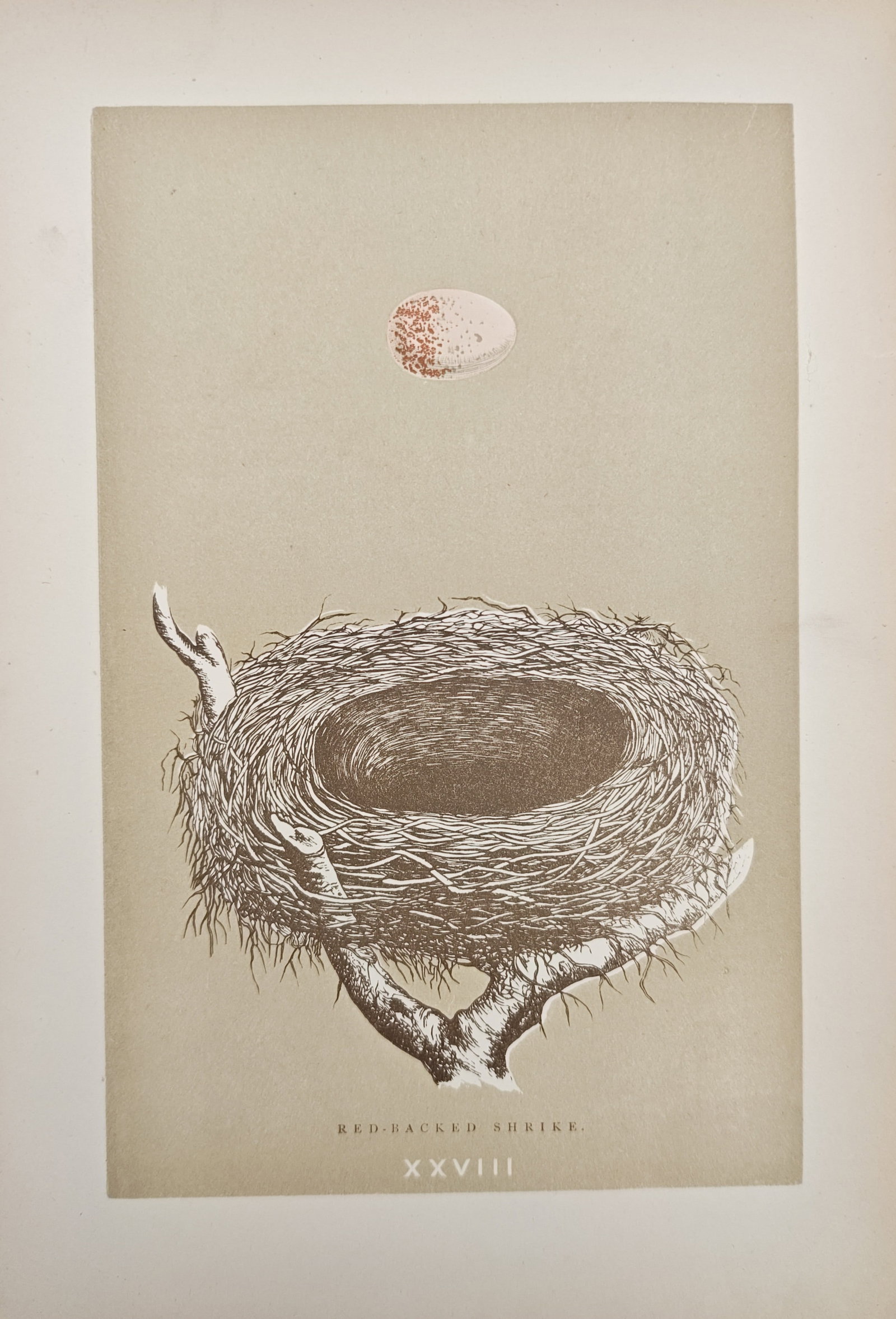 Francis Orpen Morris - Nest and Egg of the Red-Backed Shrike - Lithograph (1875): "Red-Backed Shrike" presents an oological natural history study illustrating the woven twig nest situated in a branching fork alongside a speckled egg specimen of the songbird species. The work was pu