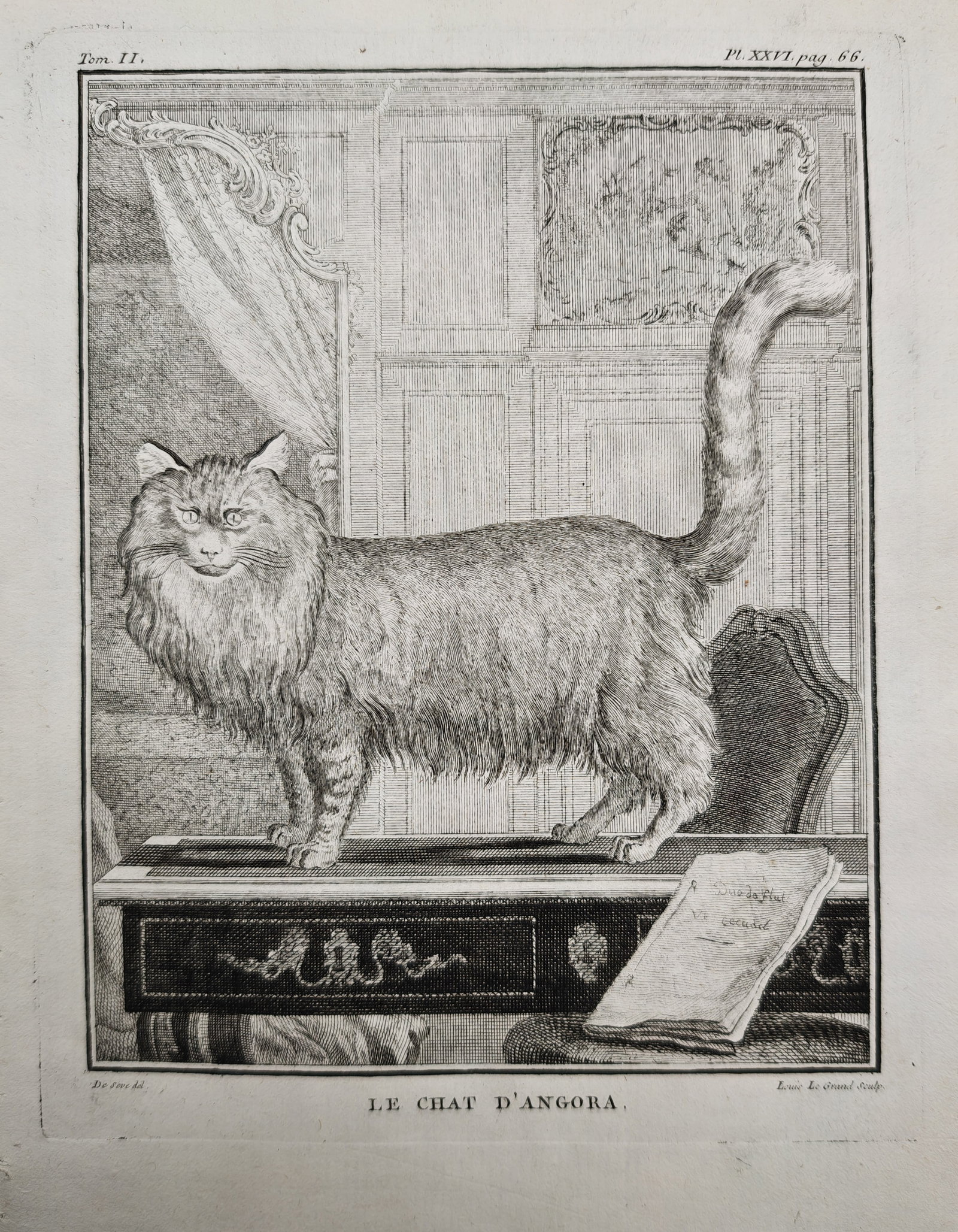 Georges-Louis Leclerc, Comte de Buffon - Angora Cat Standing on a Writing Desk - Engraving (18th: "The Angora Cat" presents a zoological natural history study illustrating a long-haired domestic cat standing upon an ornate writing desk within an interior room featuring draped curtains and wood pan