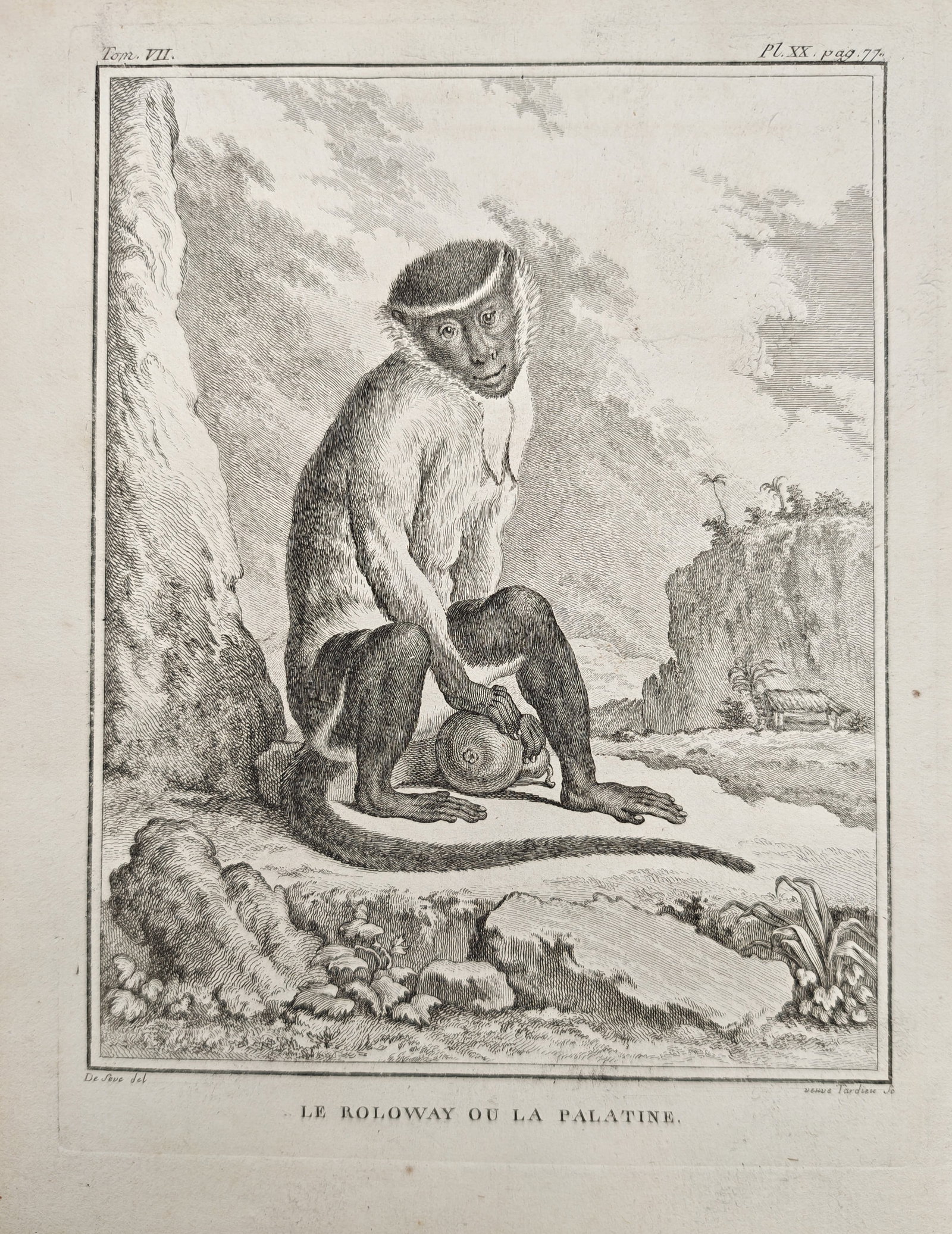 Georges-Louis Leclerc, Comte de Buffon - Roloway Monkey Seated in a Rocky Landscape - Engraving: "The Roloway or the Palatine" presents a primatological natural history study illustrating a bearded roloway monkey seated upon a stone outcrop beside rocks and distant countryside terrain. The work w