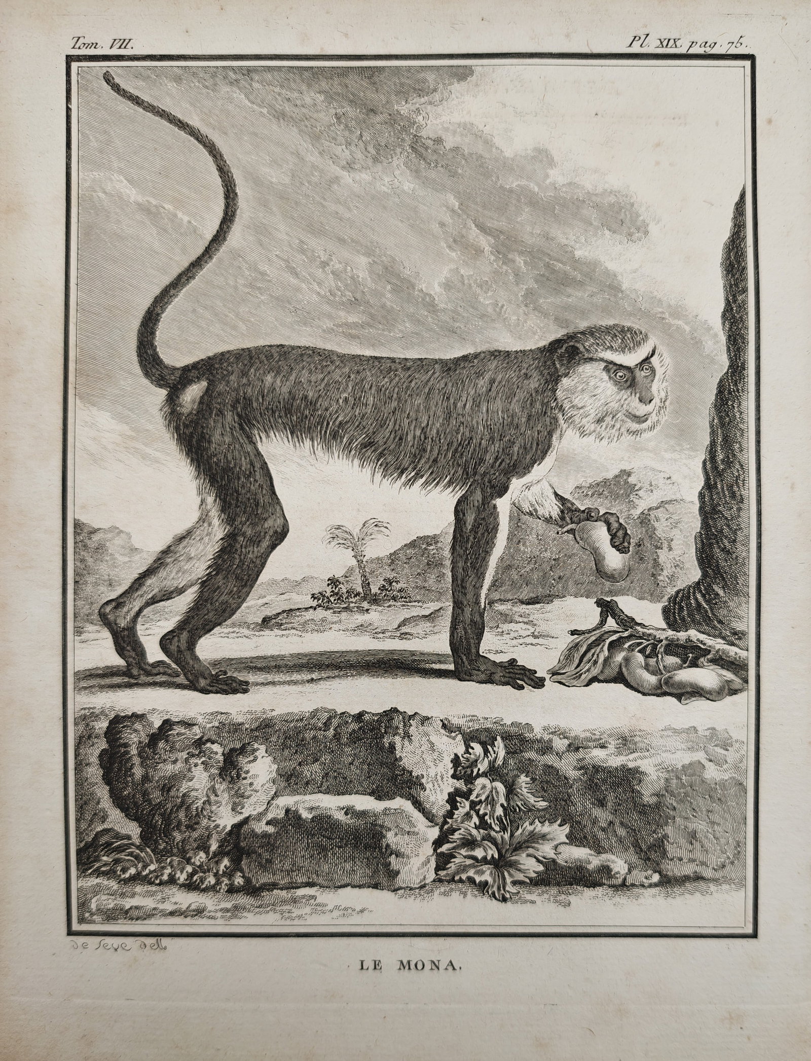Georges-Louis Leclerc, Comte de Buffon - Mona Monkey Standing in an Open Landscape - Engraving (18th: "The Mona" presents a primatological natural history study illustrating a long-tailed mona monkey standing in profile upon rocky ground before a landscape with distant palm trees and rolling hills. Th