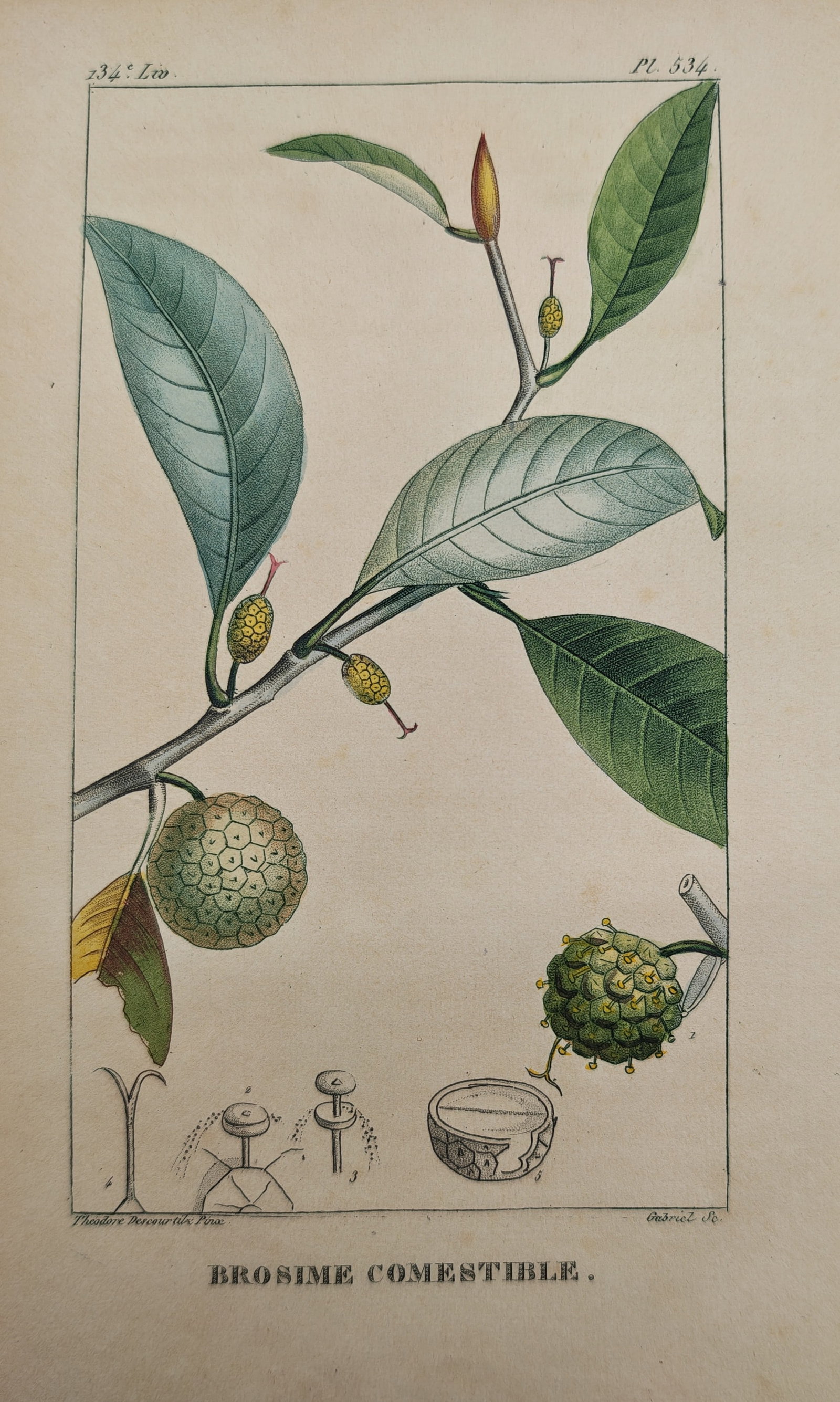 Theodore Descourtilz - Edible Breadnut Branch with Fruit and Flowers - Engraving (19th Century): "Edible Brosimum" presents a botanical natural history study illustrating a leafy branch of the breadnut tree bearing developing buds, textured round fruits, and delicate floral dissections. The work 