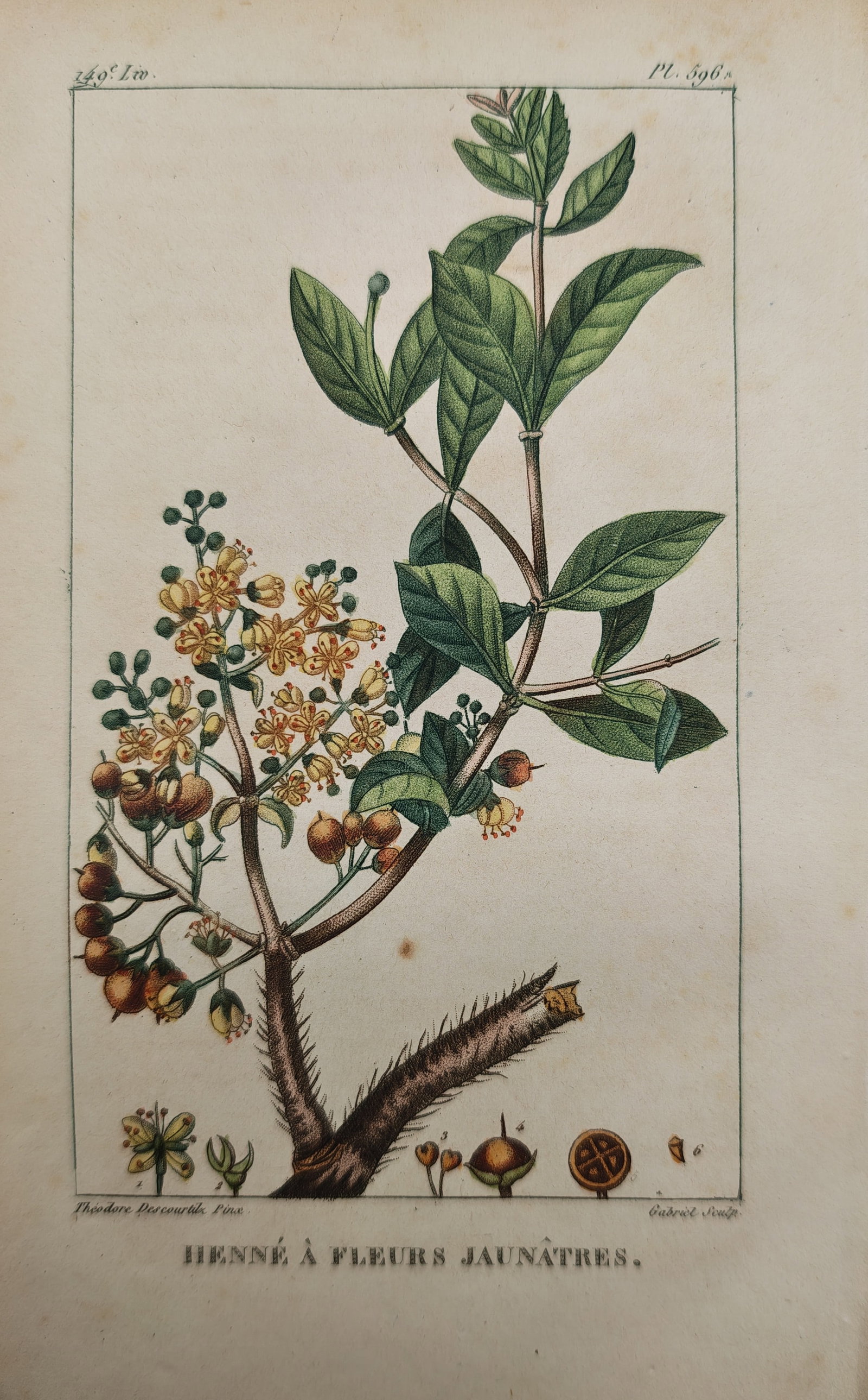 Theodore Descourtilz - Yellow-Flowered Henna Branch with Blossoms and Seed Pods - Engraving (19th: "Henna with Yellowish Flowers" presents a botanical natural history study illustrating a woody flowering branch adorned with delicate yellow blossoms, pointed green leaves, developing seed capsules, a
