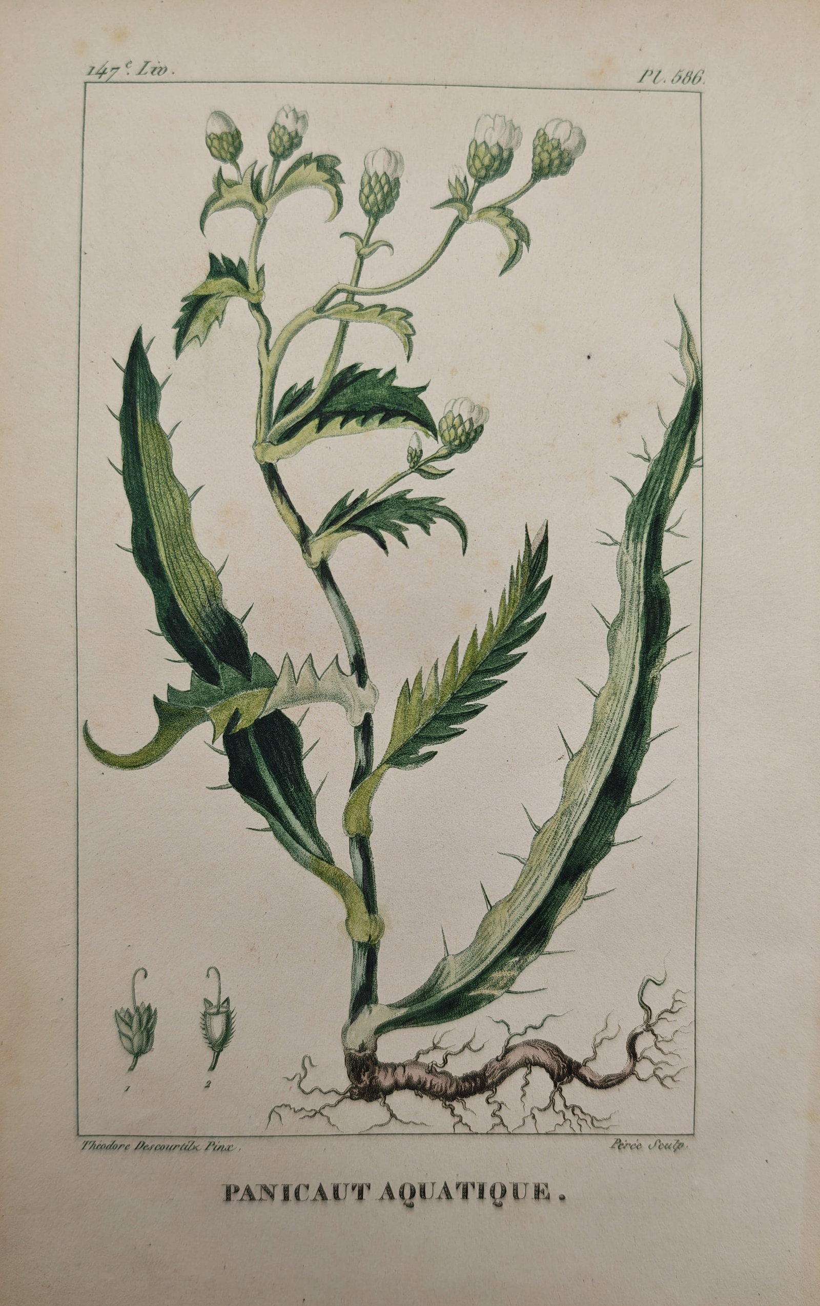 Theodore Descourtilz - Aquatic Eryngo Plant with Root System and Flower Heads - Engraving (19th: "Aquatic Eryngo" presents a botanical natural history study illustrating a whole flowering plant of marsh eryngo with its spreading root system, spiny serrated foliage, thistle-like flower heads, and 