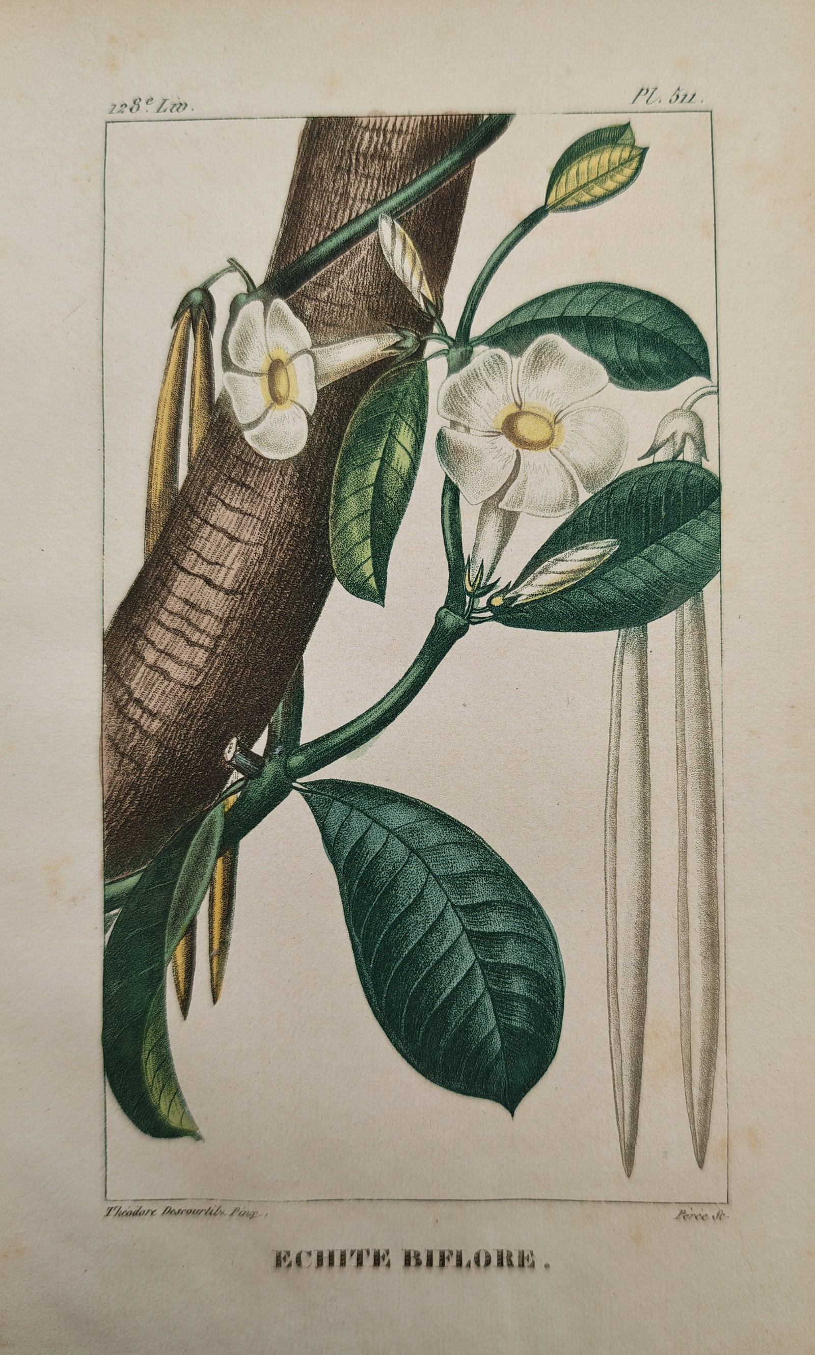 Theodore Descourtilz - Two-Flowered Echites Vine and Tree Trunk - Engraving (19th Century): "Two-Flowered Echites" presents a botanical study illustrating the white blossoms, elongated seed pods, and rich foliage of a climbing flowering vine wrapping around a tree trunk. The work was publish