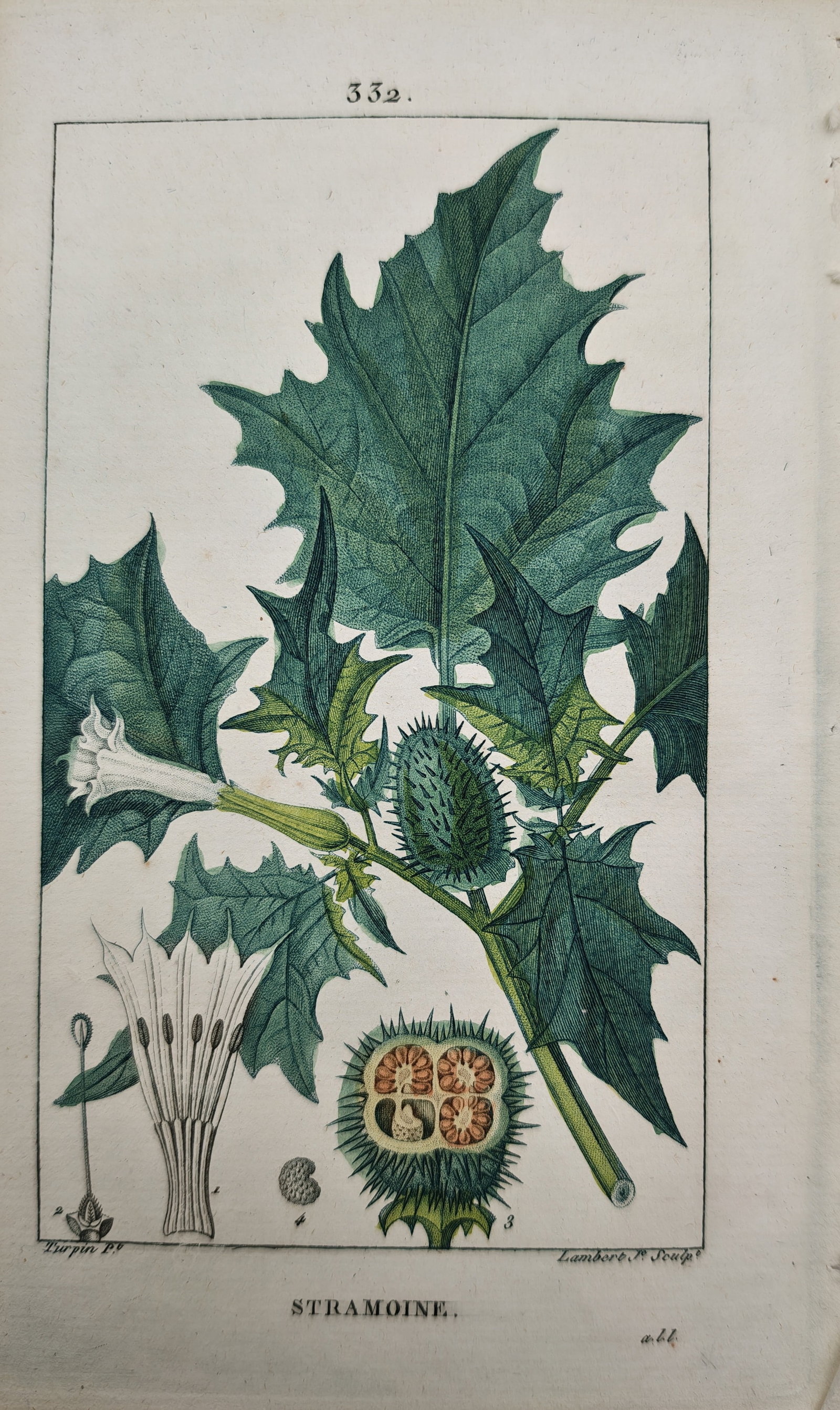 Pierre Jean Francois Turpin - Jimsonweed Flowering Branch with Spiny Seed Capsule - Engraving (19th: "Jimsonweed" presents a botanical natural history study illustrating a flowering branch of thorn apple with deeply lobed leaves, trumpet-shaped blossoms, spiny seed pods, and cross-sectional floral di