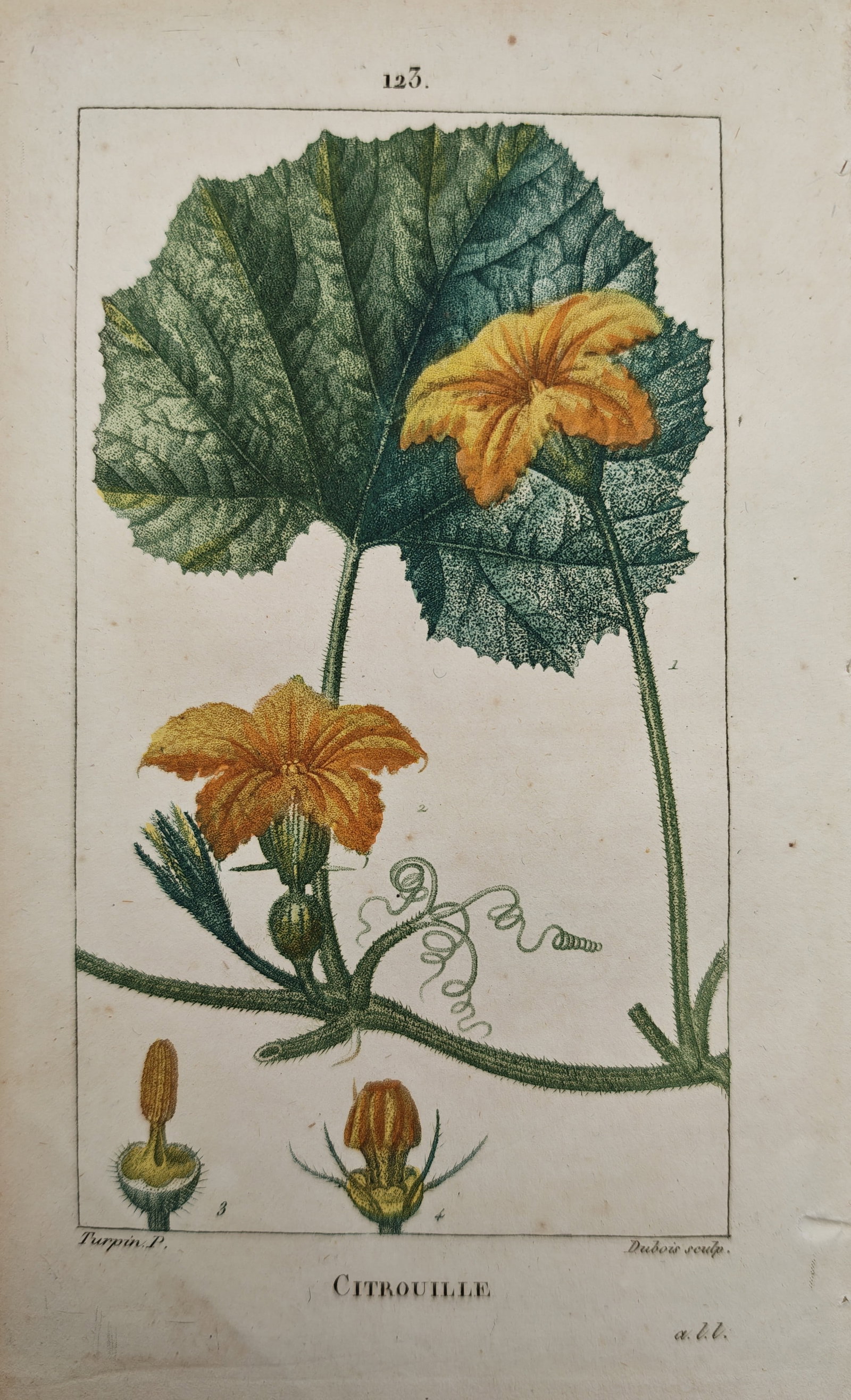 Pierre Jean Francois Turpin - Pumpkin Vine Blossoms and Foliage - Engraving (19th Century): "Pumpkin" presents a botanical study illustrating the vibrant yellow flowers, broad lobed leaf, climbing tendrils, and dissected floral anatomy of the cultivated squash vine. The work was engraved by 