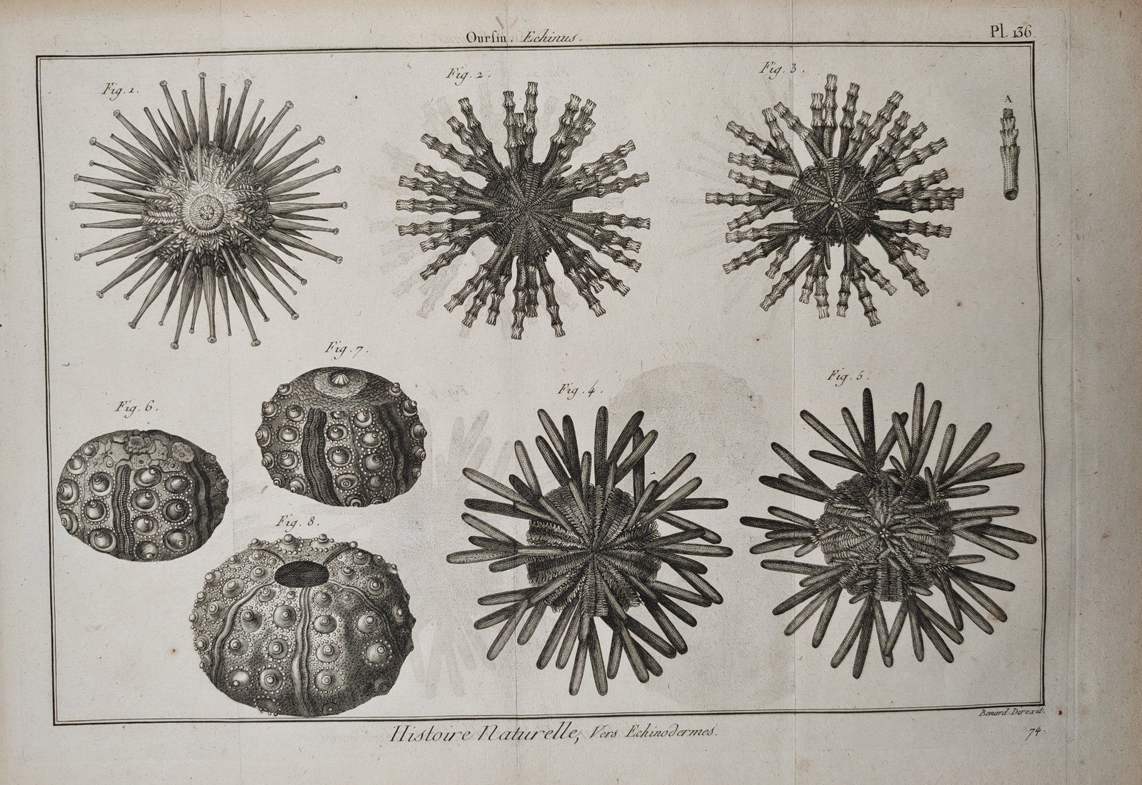 Robert Benard - Sea Urchins and Echinoderm Skeletal Tests - Engraving (18th Century): "Sea Urchin" presents a marine zoological study illustrating various specimens of sea urchins, detailing their radiating spines, clubbed appendages, and tuberculated calcified skeletal tests. The work