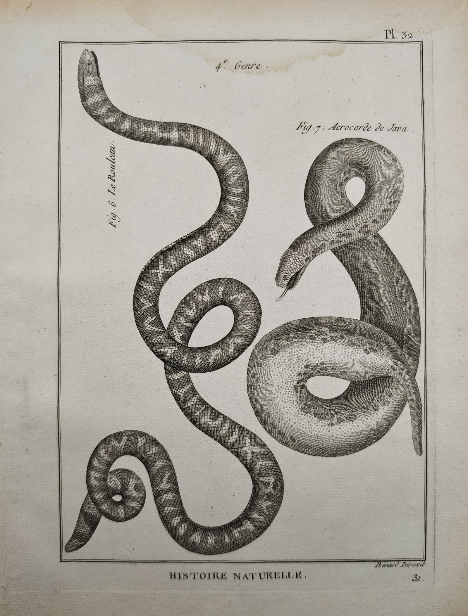 Robert Benard - Cylinder Snake and Javan Filesnake - Engraving (18th Century): "Natural History" presents a herpetological zoological study illustrating coiled serpentine bodies, showing the patterned scales of a pipe snake alongside the granular textured skin and flicking tongu