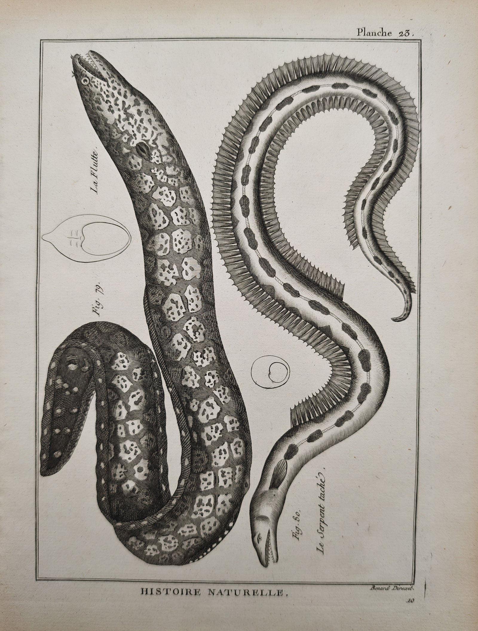 Robert Bénard – Ichthyological Study of Moray Eels and Ribbonfish – Engraving (18th Century): "Natural History: Moray Eel and Ribbonfish" presents a finely detailed zoological illustration depicting sinuous marine specimens with spotted and patterned bodies alongside anatomical cross-sections 