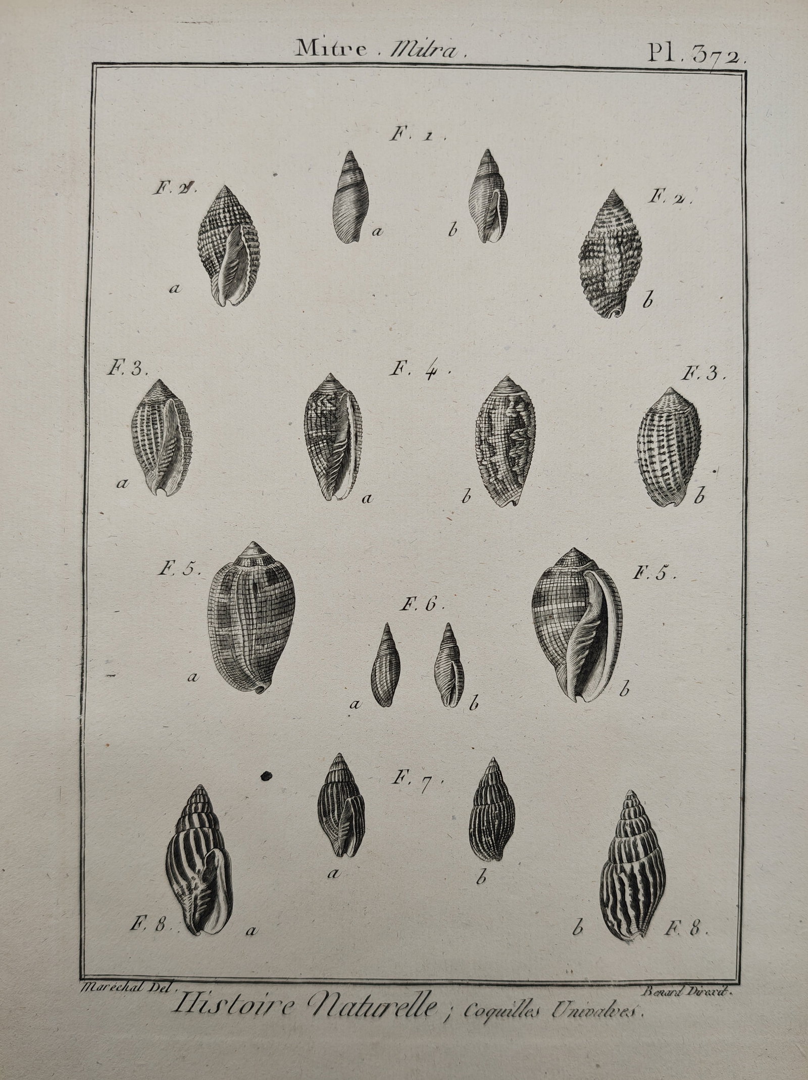 Robert Bénard – Conchological Study of Mitre Shells – Engraving (18th Century): "Natural History: Mitre Shells" presents a detailed conchological study illustrating diverse spiral marine gastropod shells displayed in dorsal and ventral views highlighting their banded patterns, ri