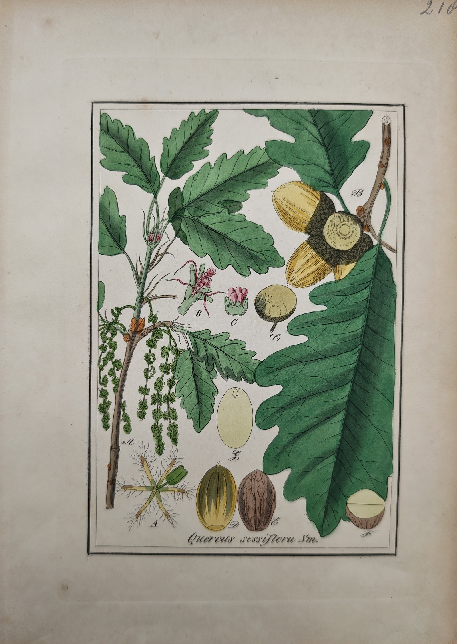Franz Eugen Köhler – Botanical Study of the Sessile Oak – Chromolithograph (19th Century): "Sessile Oak" presents an informative botanical illustration depicting leafy branches, flowering catkins, and ripe acorns alongside scientific dissections of floral organs and seed structures within a