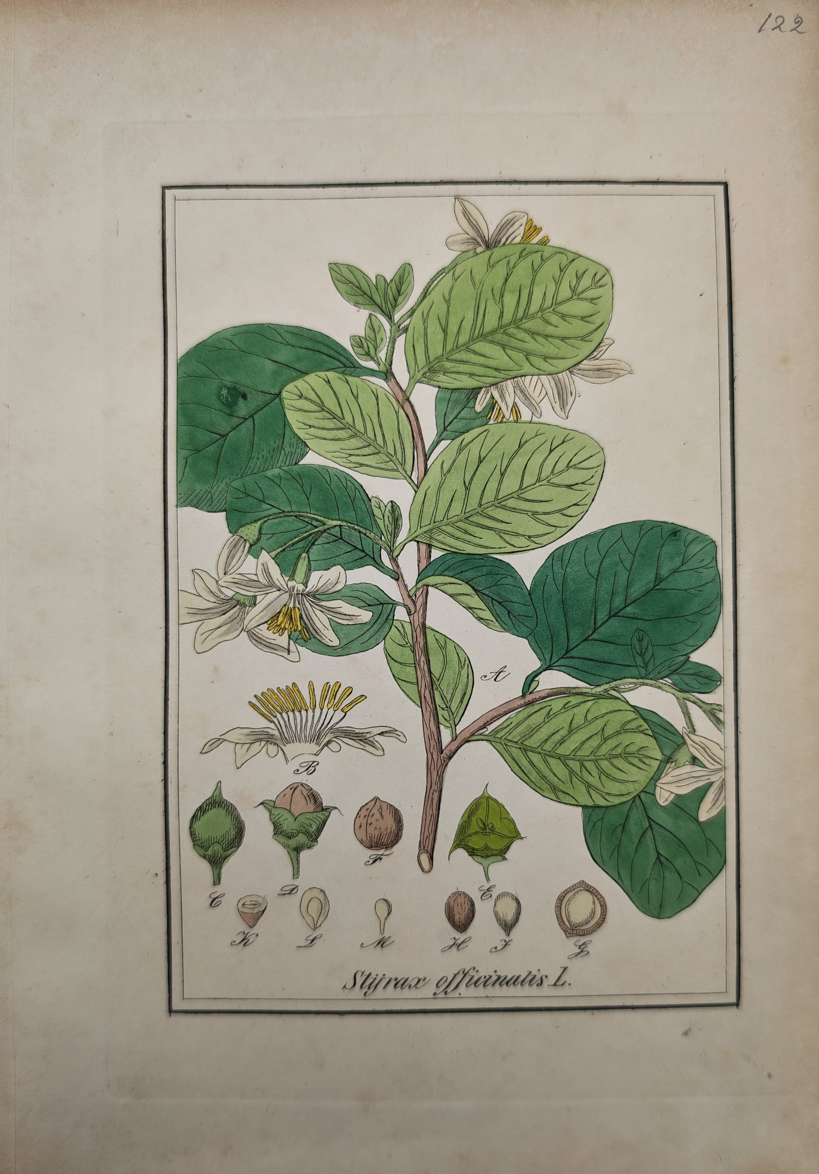 Franz Eugen Köhler – Botanical Study of the Storax Tree – Chromolithograph (19th Century): "Storax Tree" presents an exquisite botanical plate illustrating a leafy flowering branch of Styrax officinalis alongside detailed scientific dissections of blossoms, stamens, seed pods, and fruit ana