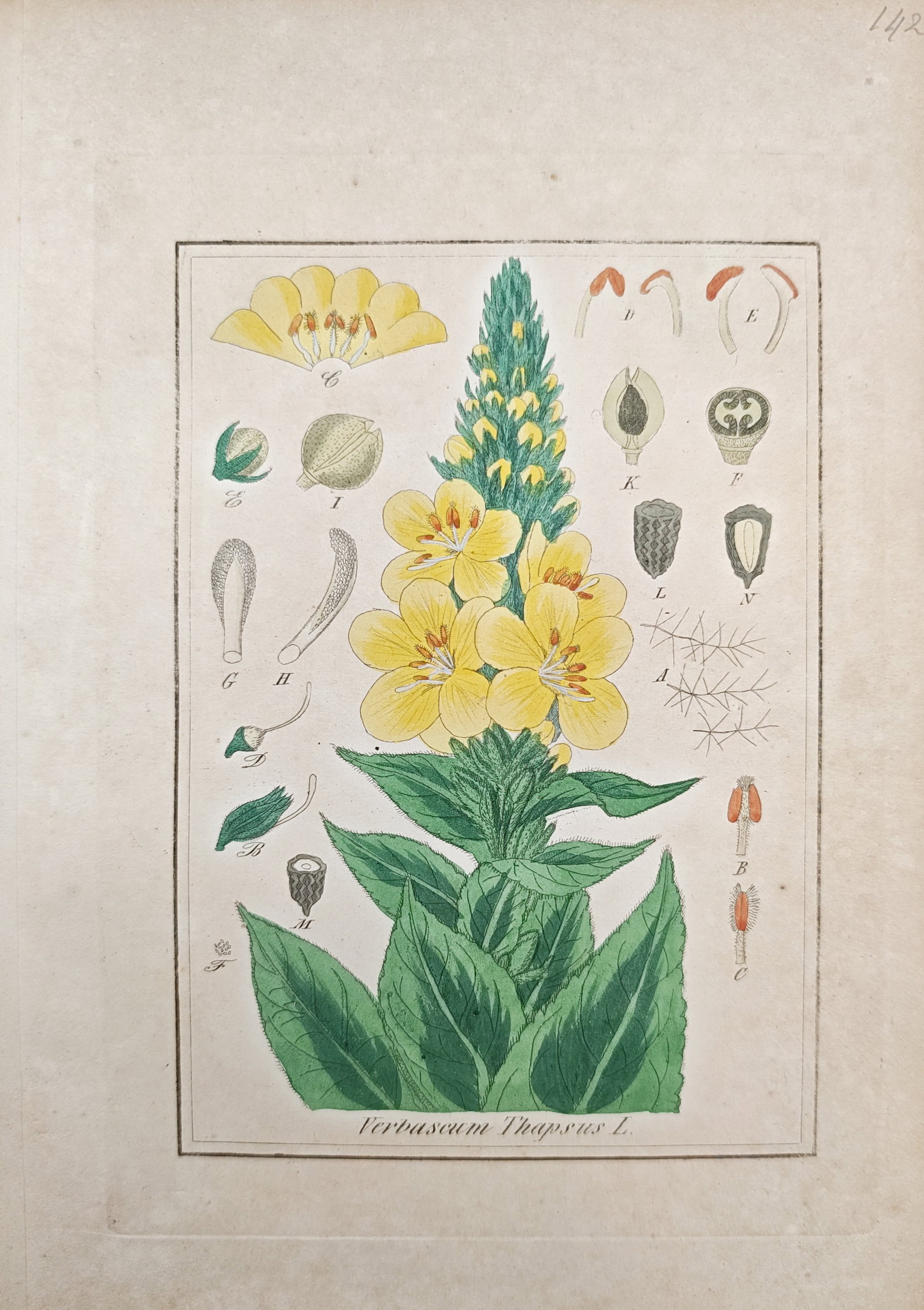 Franz Eugen Köhler – Botanical Study of Great Mullein – Chromolithograph (19th Century): "Great Mullein" presents a detailed botanical study illustrating a tall flowering spike adorned with vibrant yellow blossoms and broad basal leaves alongside scientific dissections of stamens, floral 
