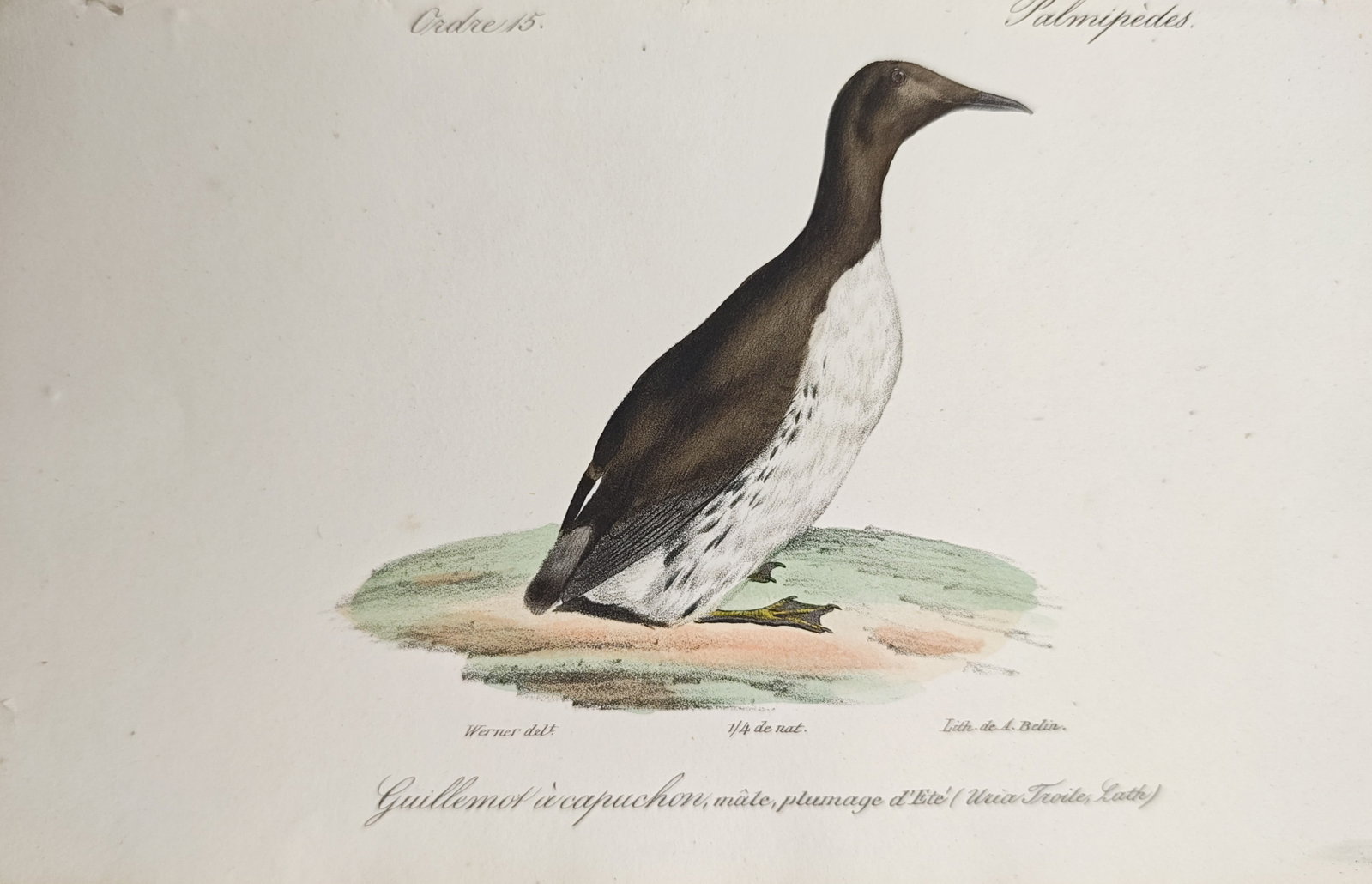 Jean-Charles Werner – Ornithological Study of the Common Guillemot – Lithograph (19th Century): "Bridled Guillemot" presents a delicate natural history study portraying an oceanic seabird with distinctive dark brown and white plumage standing upon a low grassy patch with fine hand coloring. The 