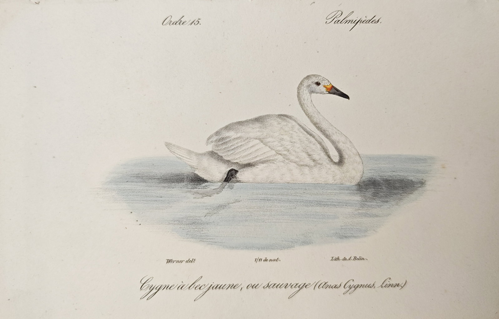 Jean-Charles Werner – Ornithological Study of the Whooper Swan – Lithograph (19th Century): "Yellow-Billed or Wild Swan" presents a graceful natural history study portraying a large aquatic waterfowl with pristine white plumage and a distinctively colored bill swimming upon calm waters with 